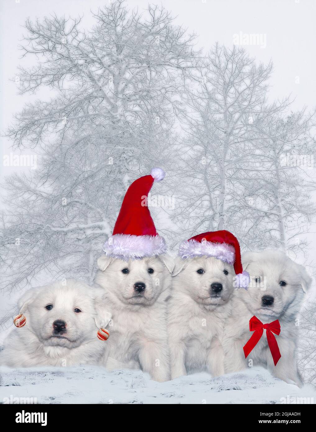 Tolle Pyrenäen Welpen mit Weihnachtsschmuck. Stockfoto