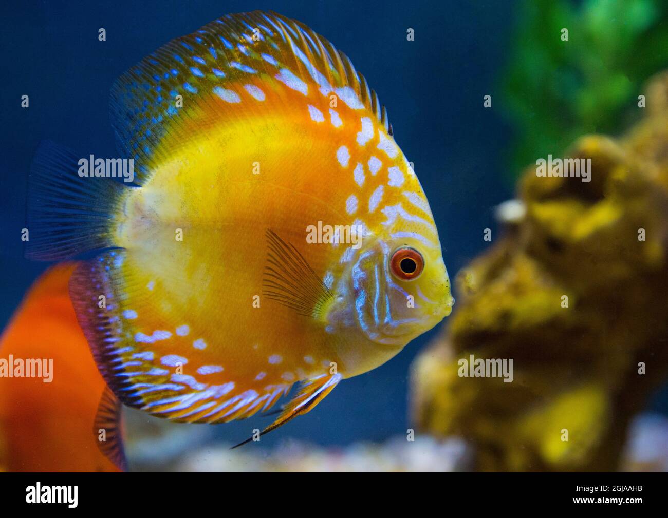 Golden Checkerboard Pigeon Tropical Discus. Stockfoto