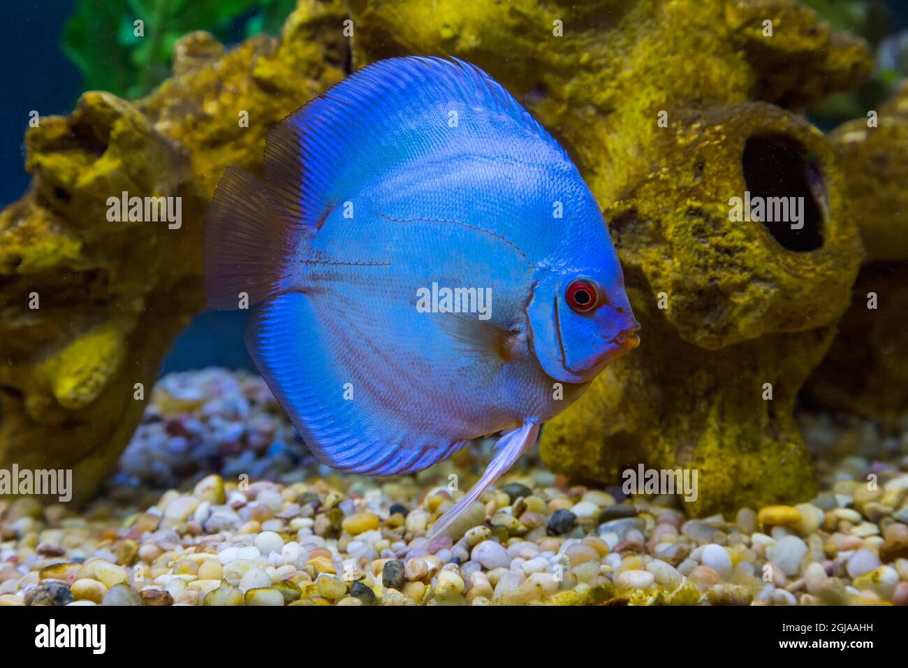 Tropische Süßwasserfische, Blue Diamond Discus. Stockfoto