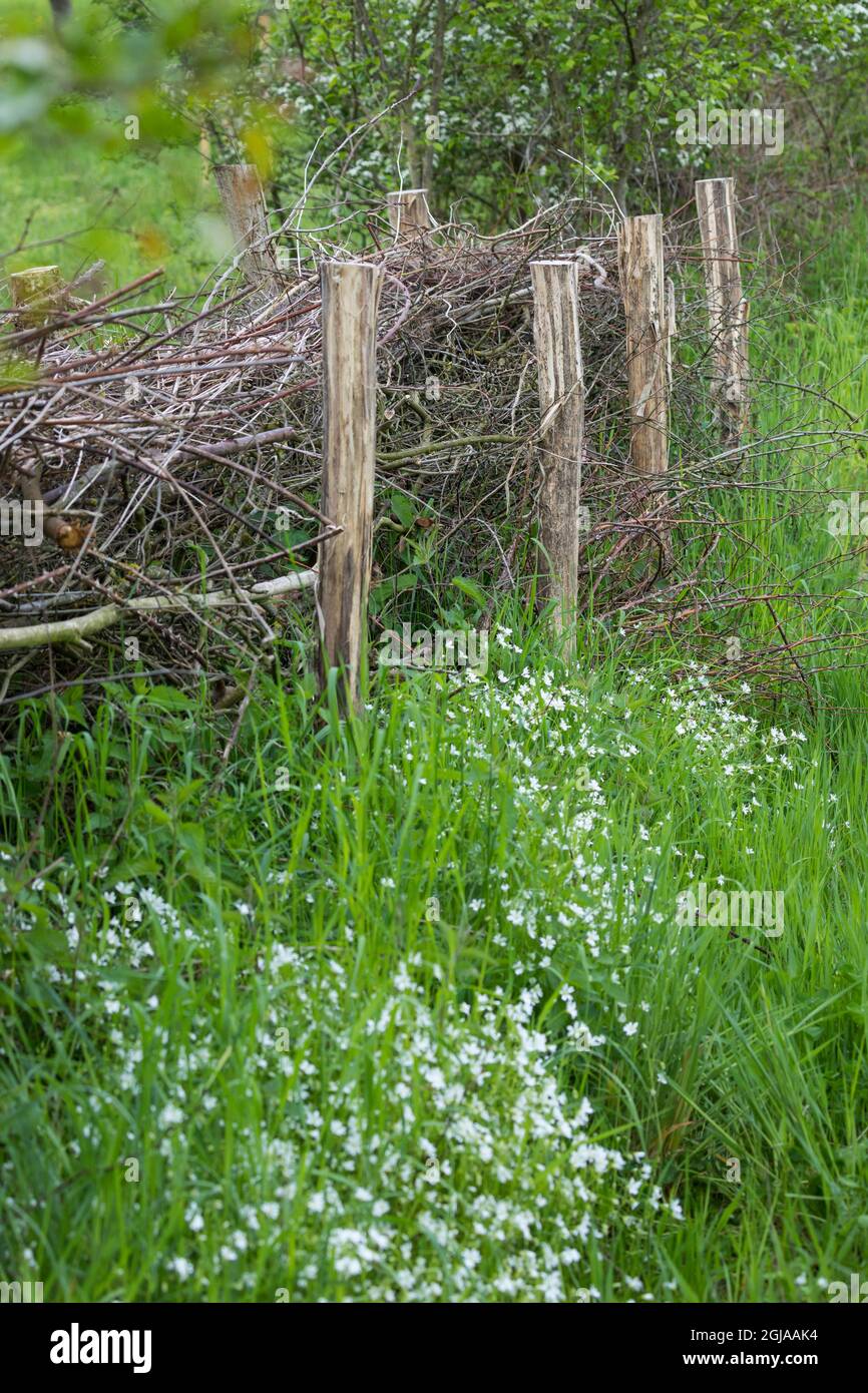 Zaun aus Reisig, Zaun, Begrenzung, Ästezaun, Reisigzaun, Reisighaufen