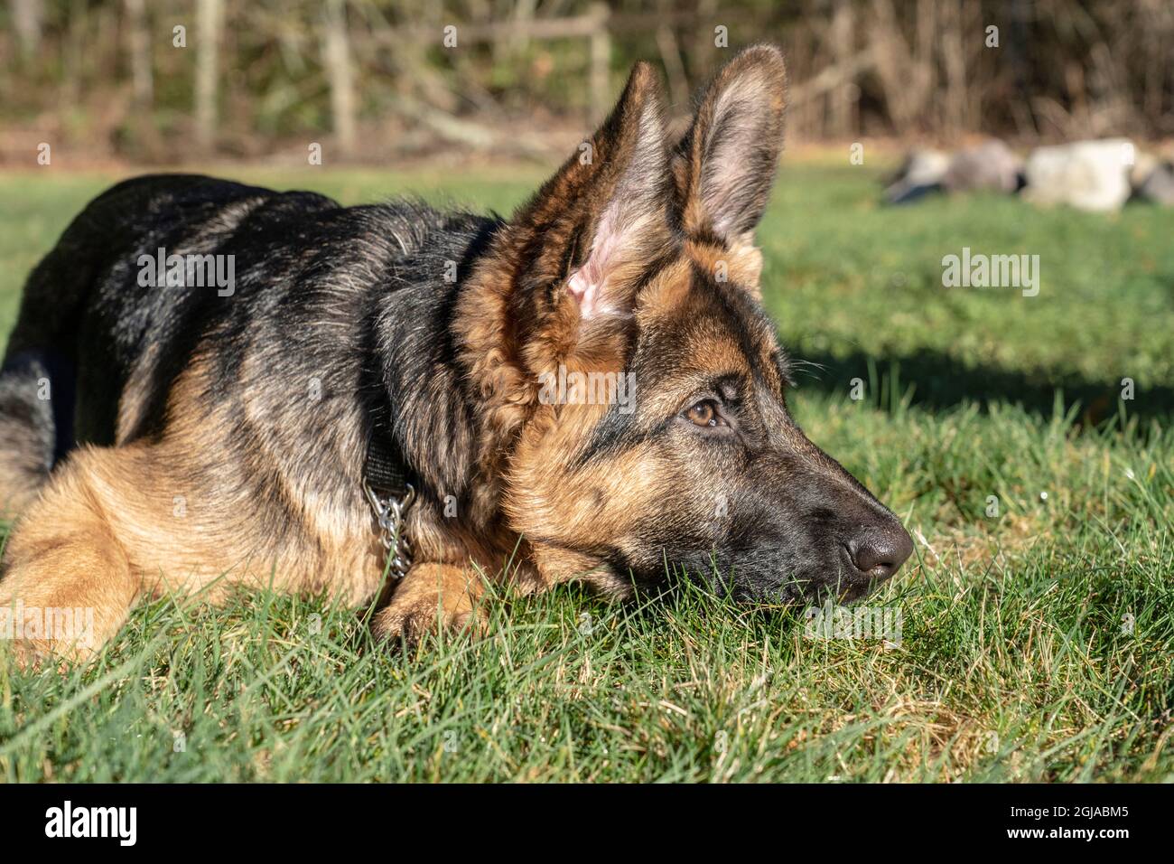 Issaquah, Staat Washington, USA. Vier Monate alter Schäferhund-Welpe, der nach der Spielzeit im Gras ruht. (PR) Stockfoto