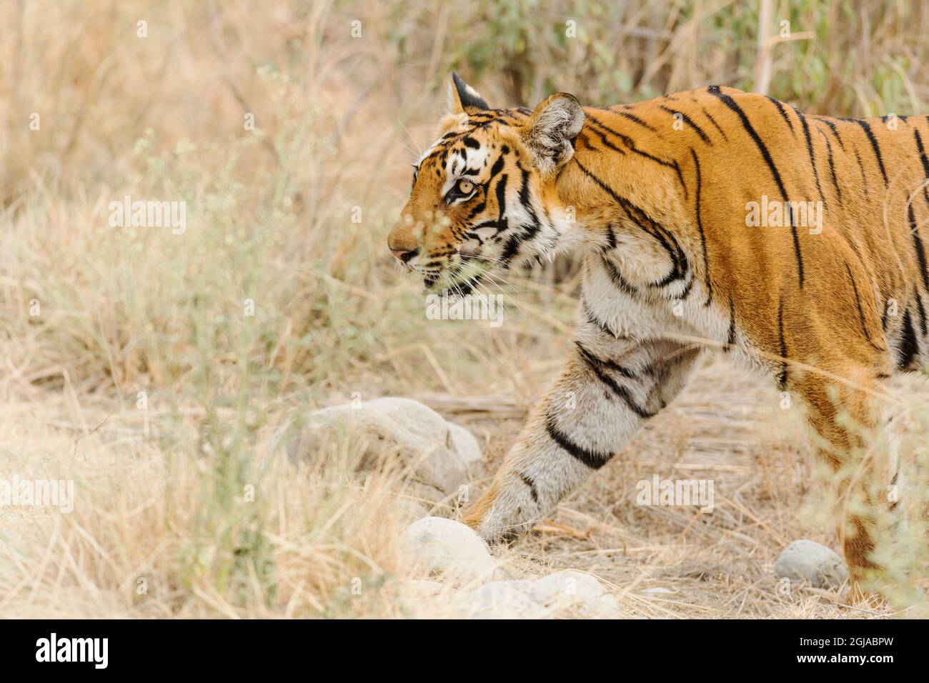 Royal Bengal Tiger, auf der Suche nach einem Kill, Corbett National Park, Indien. Stockfoto