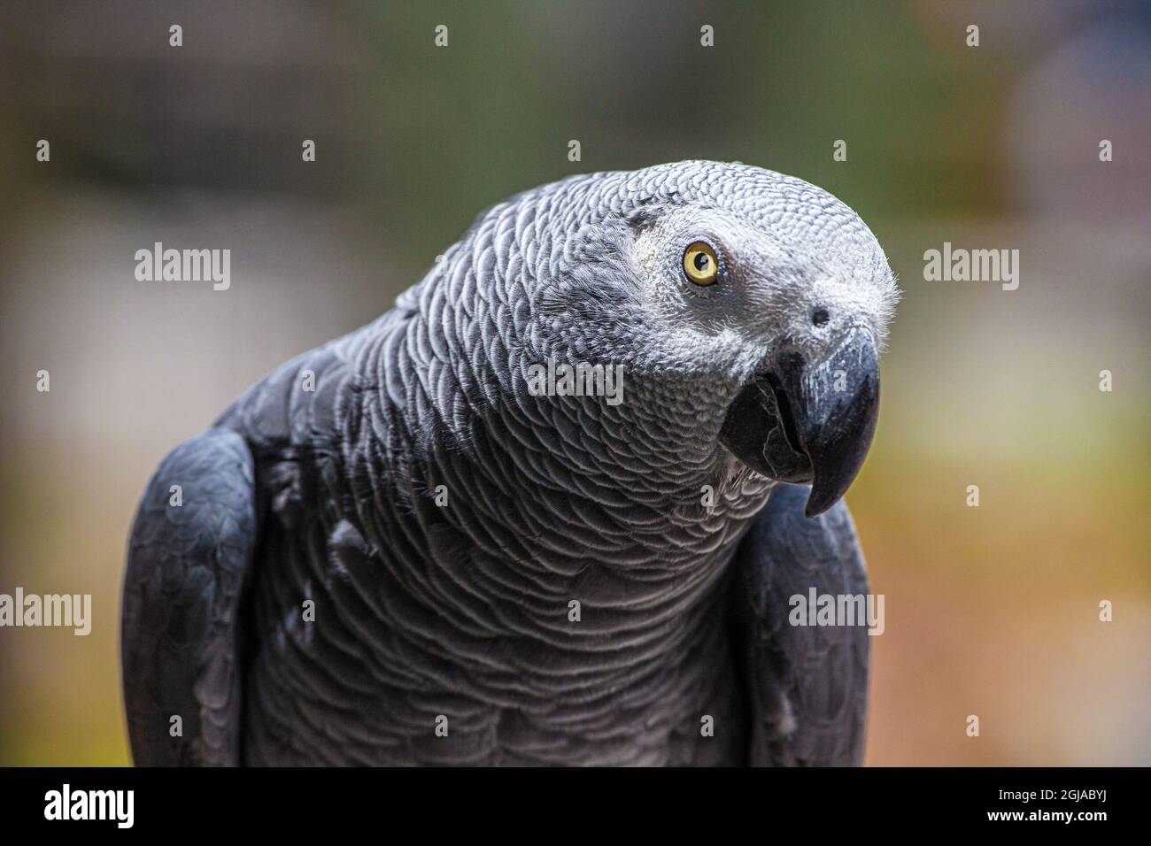 Afrikanischer grauer Papagei, der sein schönes Gefieder und seine leuchtend gelben Augen zeigt. Stockfoto