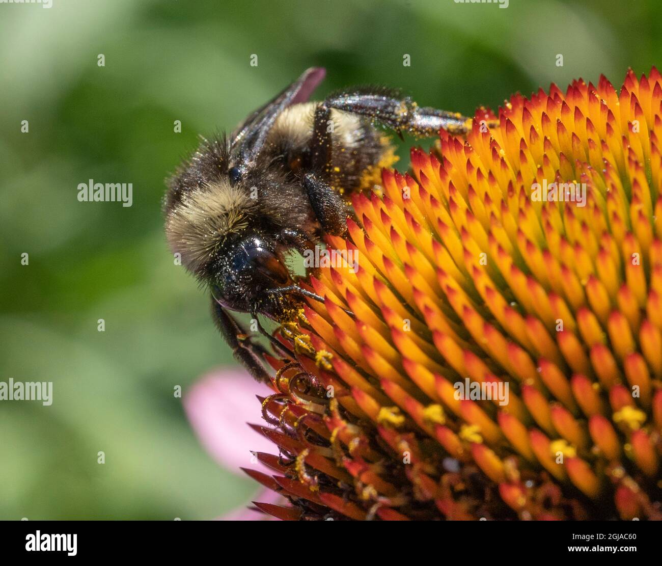 Bee Pollen sammeln Stockfoto