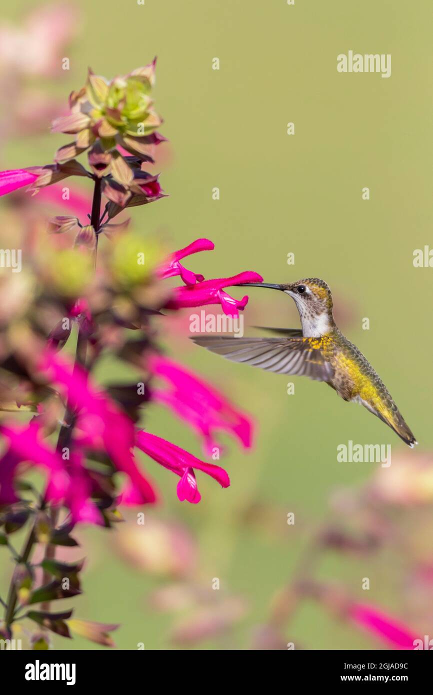 Rubinkehlen-Kolibris (Archilochus colubris) bei Salvia Fuchsia 'Rockin Fuchsia' (Salvia Hybrid) Marion County, Illinois. Stockfoto