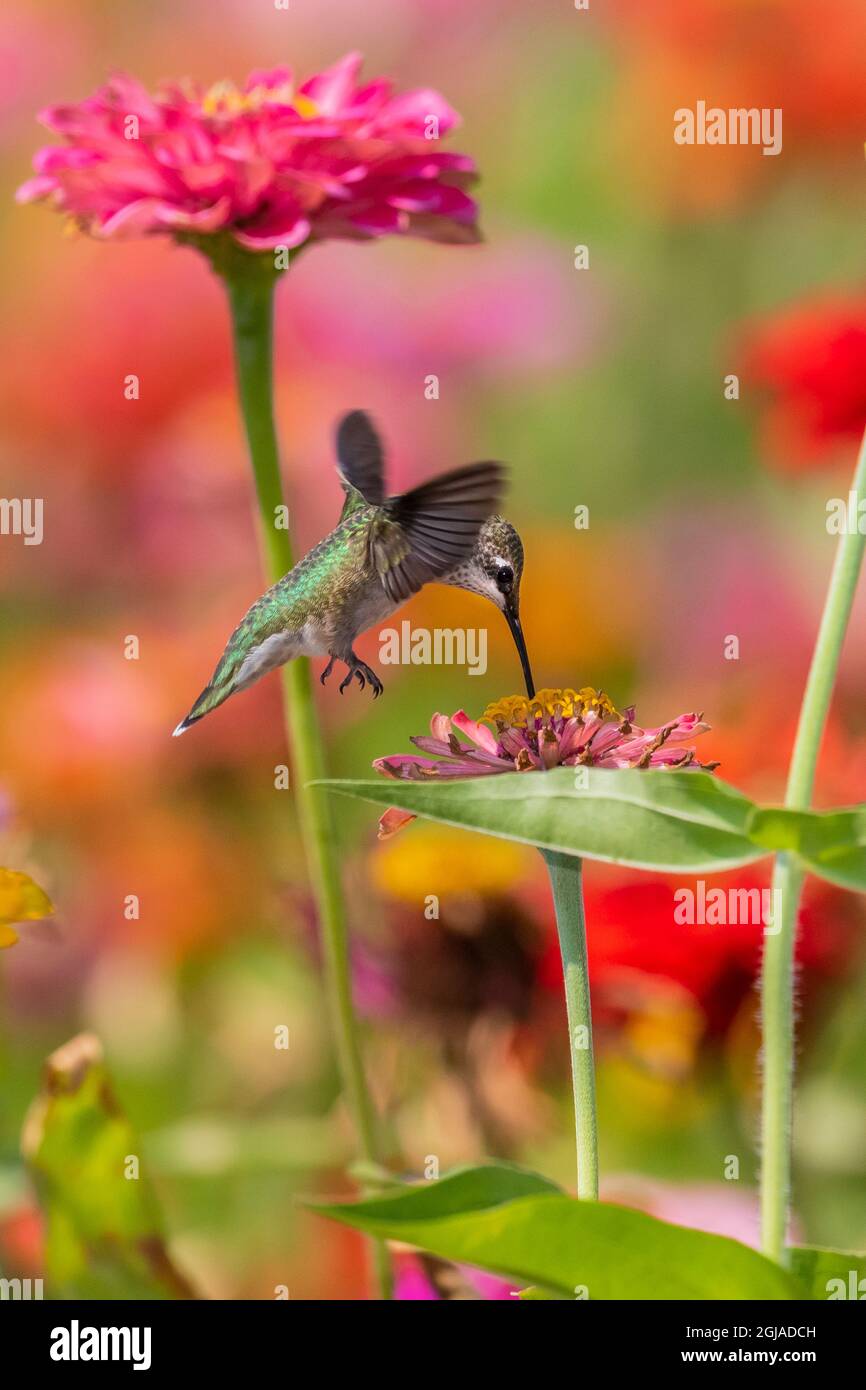 Rubinkehliger Kolibri (Archilochus colubris) in Zinnias Union County, Illinois. Stockfoto