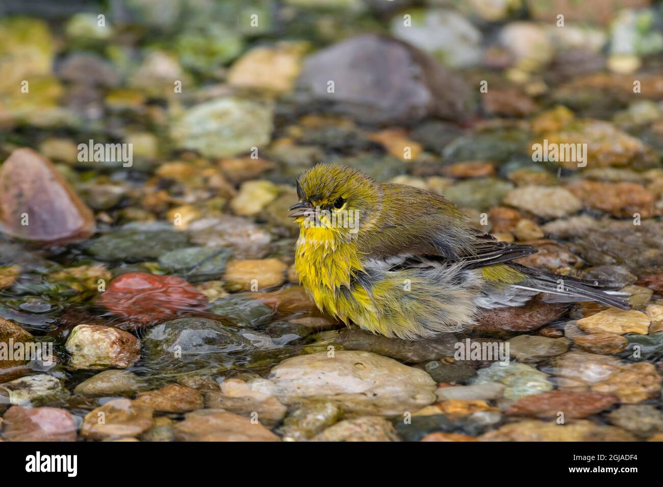 Pine Warbler (Setophaga pinus) Baden Marion County, Illinois. Stockfoto