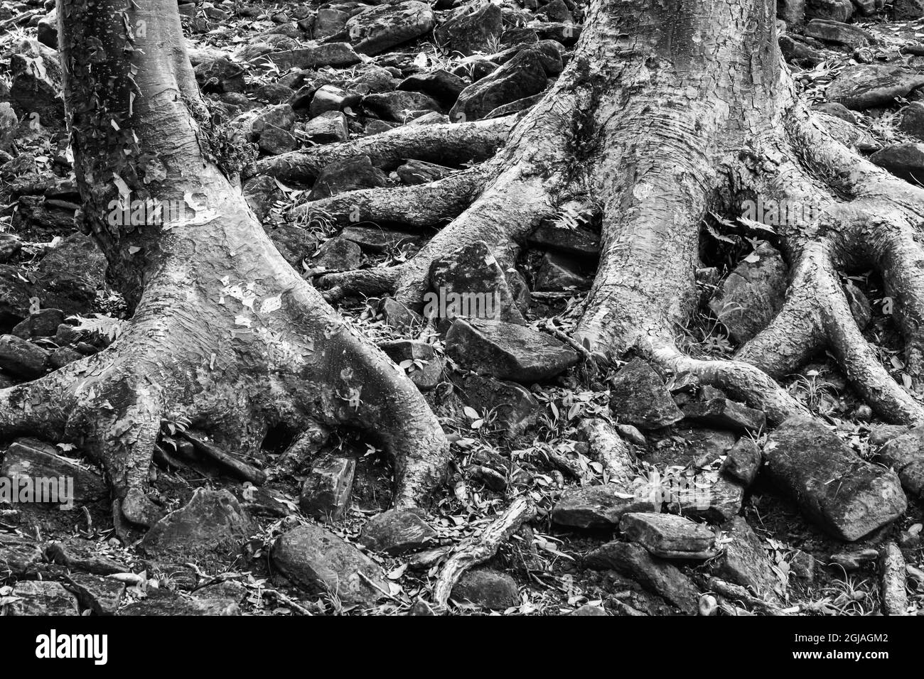 Belize, Toledo. Baumwurzeln und Ruinensteine, archäologische Stätte von Lubaantun. Stockfoto