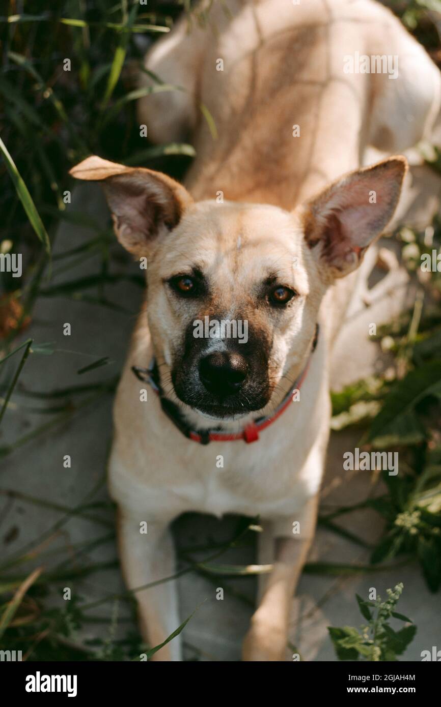 Ein Hund, der sich auf Beton zwischen den Pflanzen legt Stockfotografie -  Alamy