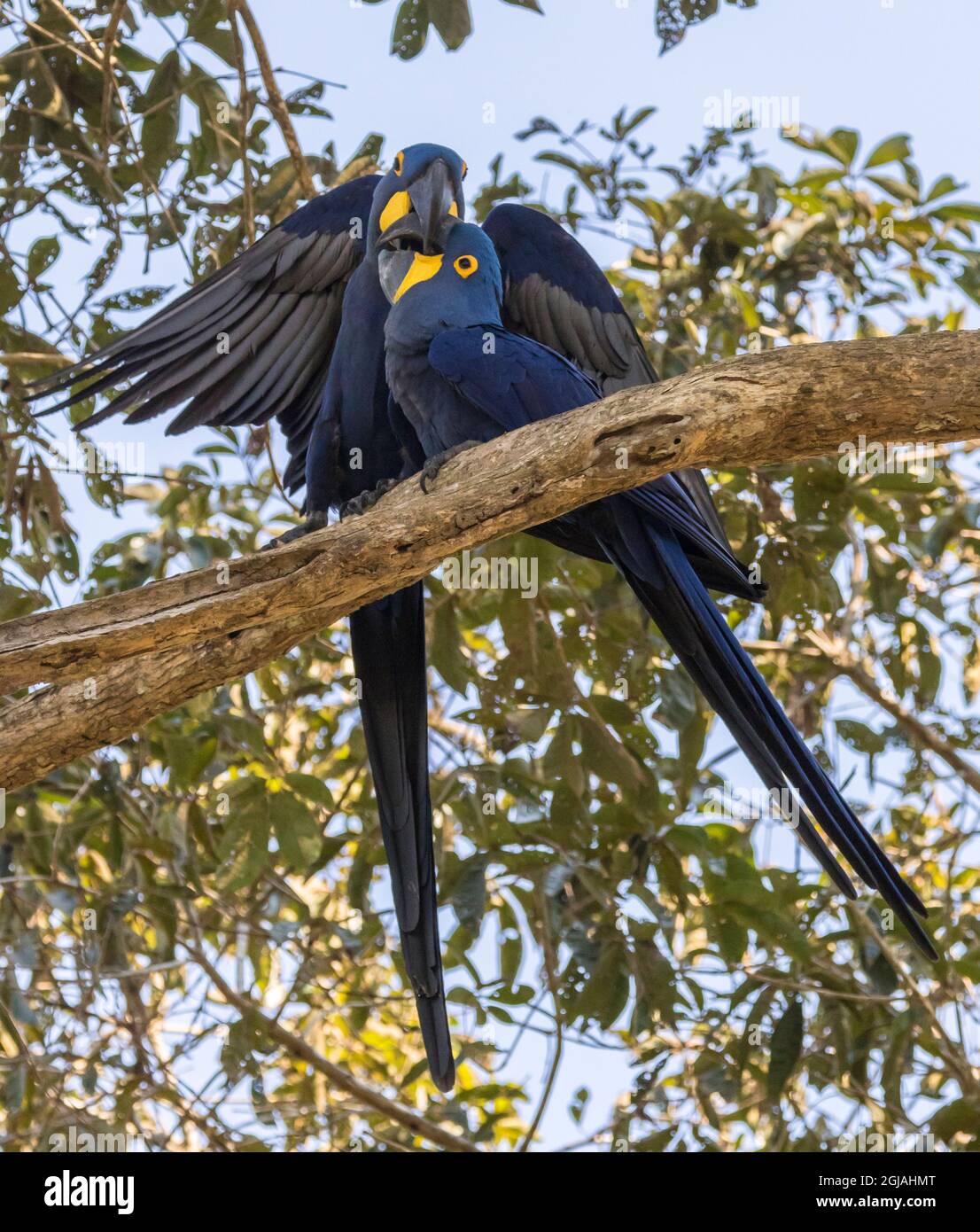 Brasilien, Pantanal. Hyazinthe-Ara-Paar im Baum. Kredit als: Cathy & Gordon Illg / Jaynes Gallery / DanitaDelimont.com Stockfoto