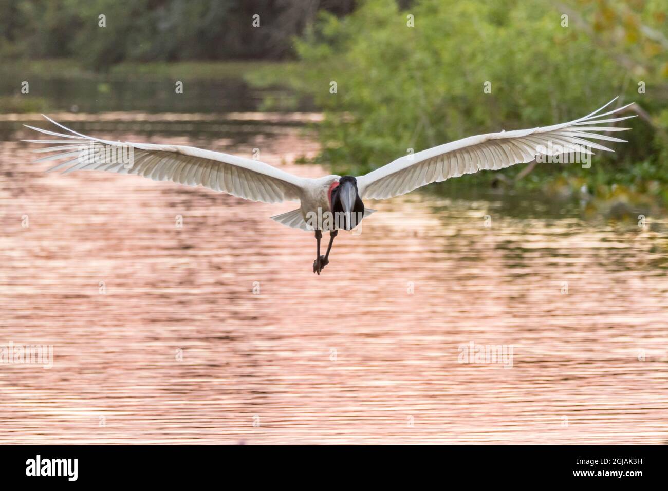 Brasilien, Pantanal. Jabiru-Storch im Flug. Kredit als: Cathy & Gordon Illg / Jaynes Gallery / DanitaDelimont.com Stockfoto