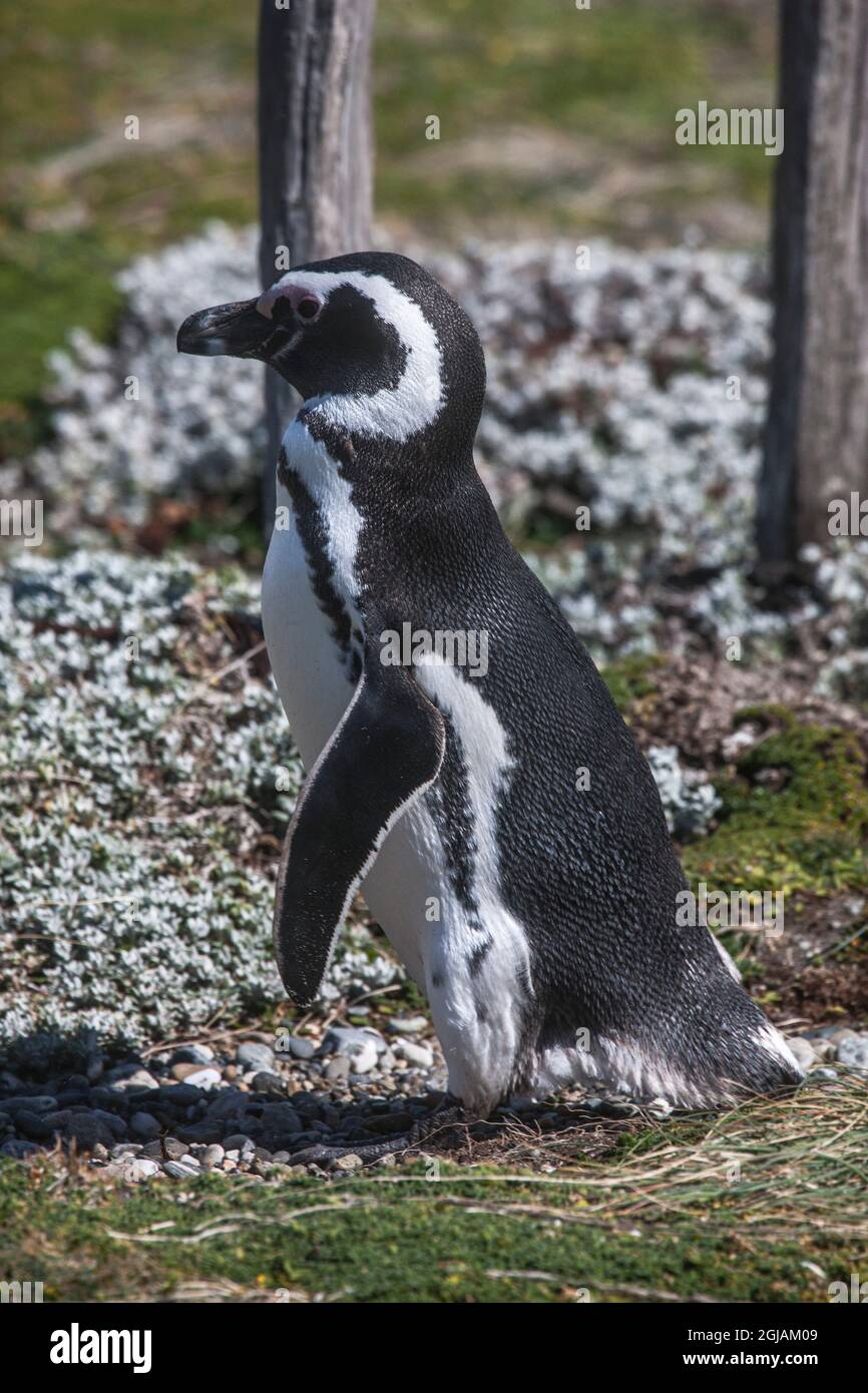 Dieser Pinguin, der aus dem Pazifischen Ozean in Chile herauskommt, ist ein Magellanic Pinguin Stockfoto
