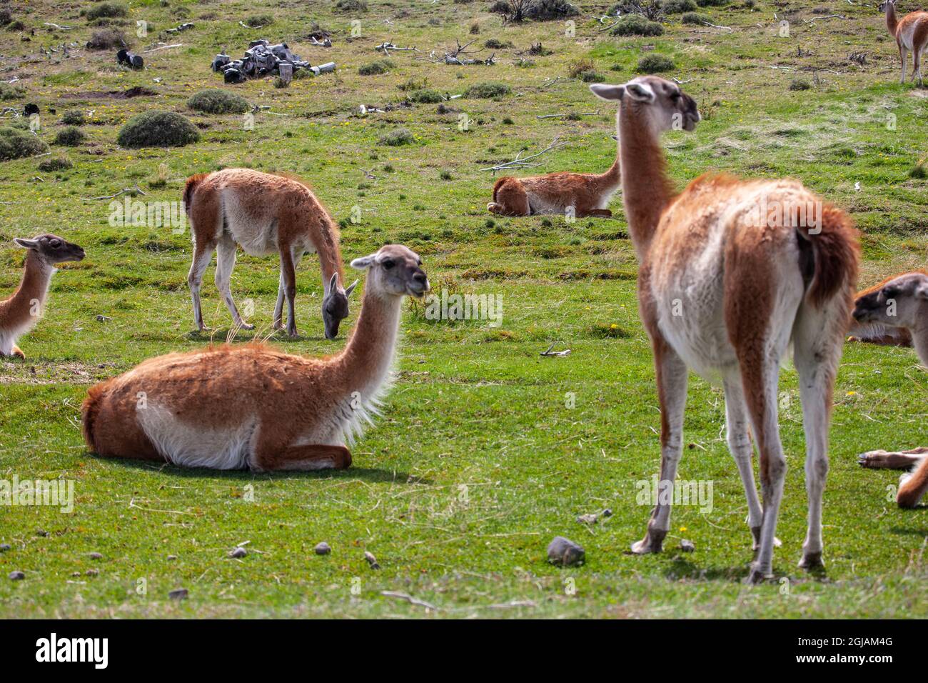 In den Hügeln des Parc Nacional Torres del Paine findet man Guanaco, die auf den grasbewachsenen Feldern grasen. Stockfoto
