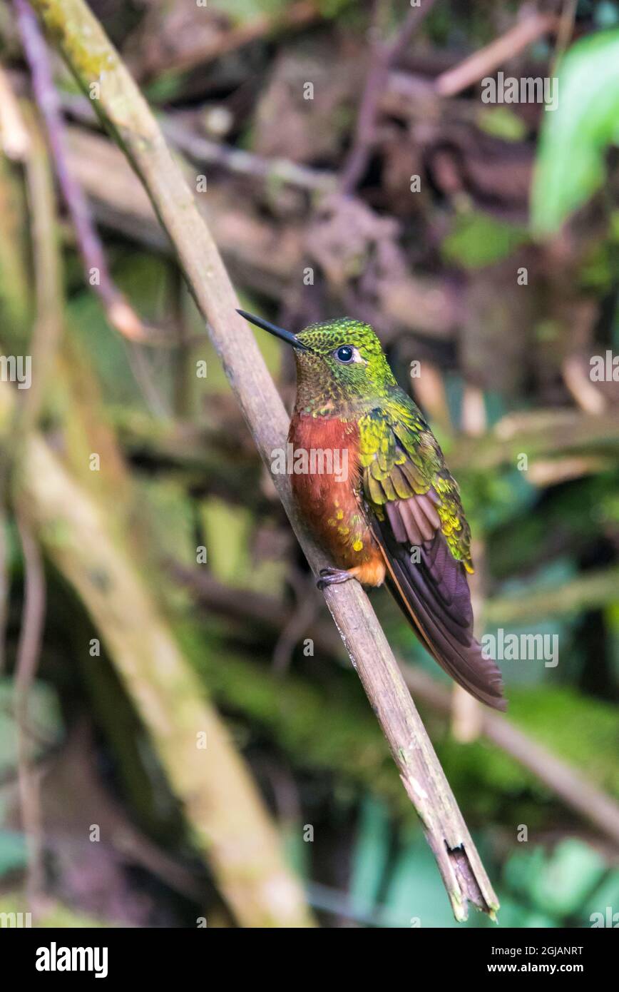 Ecuador. Fawn-breasted brillant Kolibri männlichen Wolke Wald. Guango Lodge Stockfoto