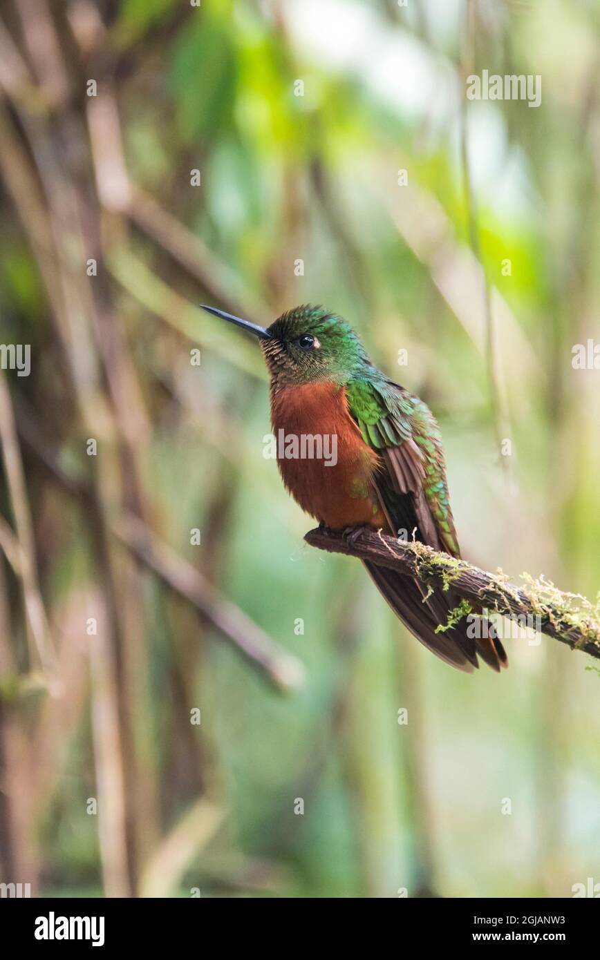 Ecuador. Fawn-breasted brillant Kolibri männlichen Wolke Wald. Guango Lodge Stockfoto