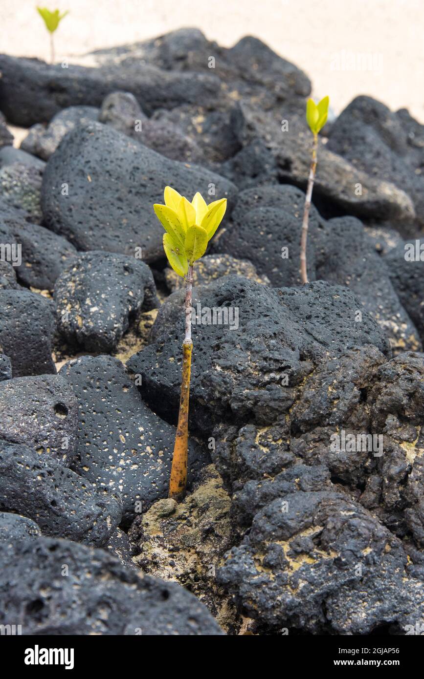 Ecuador, Galapagos-Inseln. Mangrovensamen greifen Strand Lava Felsen Puerto Grande Stockfoto