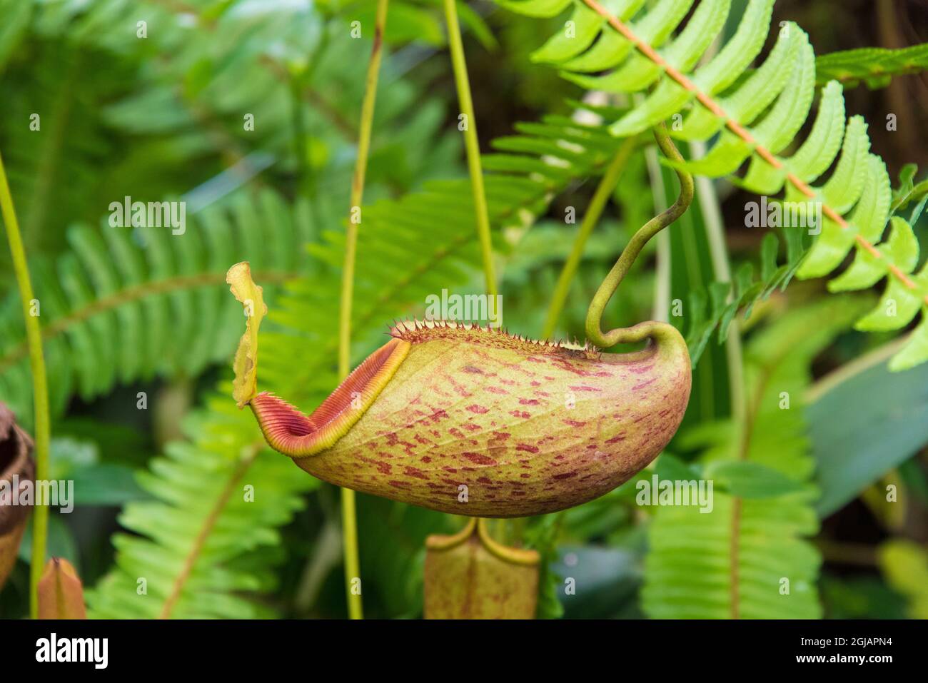 Ecuador, Quito, Carolina Park. Jardin Botanico de Quito. Botanischer Garten Gewächshaus für fleischfressende Pflanzen Stockfoto