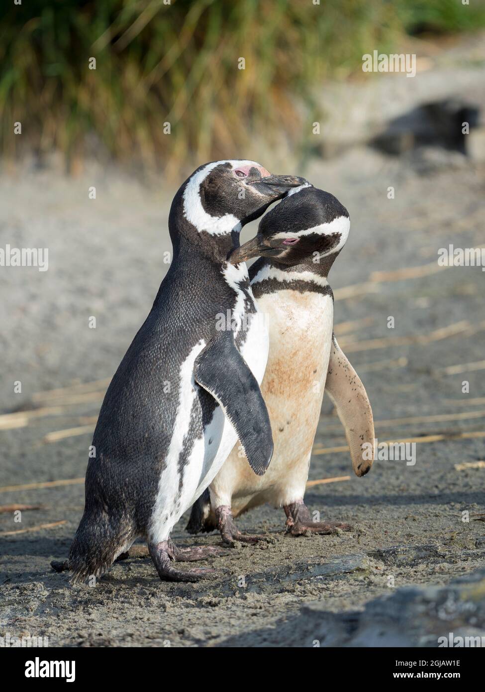 Magellanic Penguin soziale Interaktion und Verhalten in einer Gruppe, Falklandinseln. Stockfoto