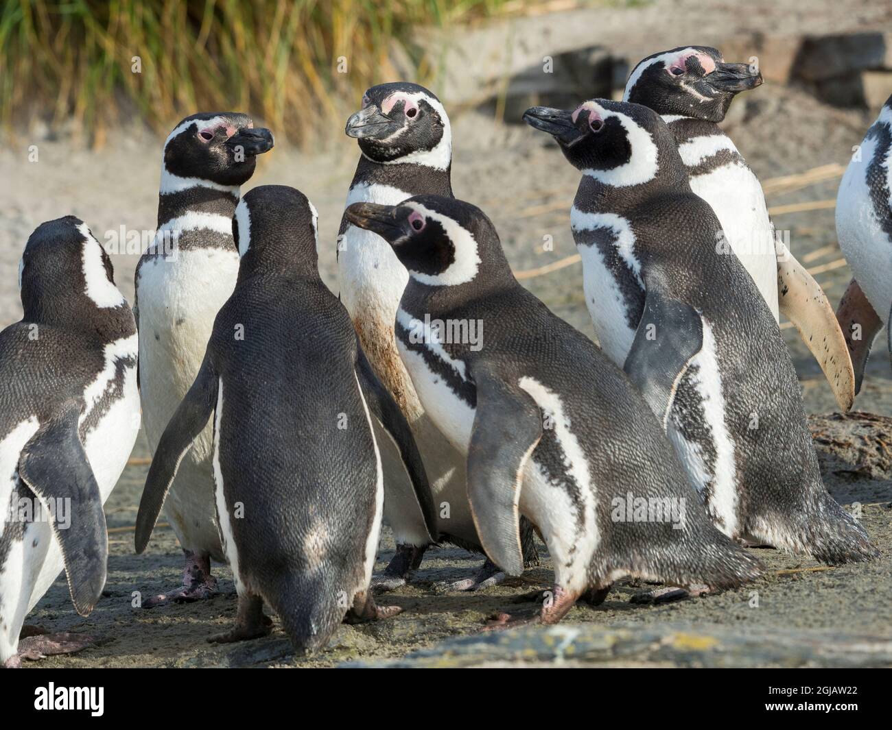 Magellanic Penguin soziale Interaktion und Verhalten in einer Gruppe, Falklandinseln. Stockfoto
