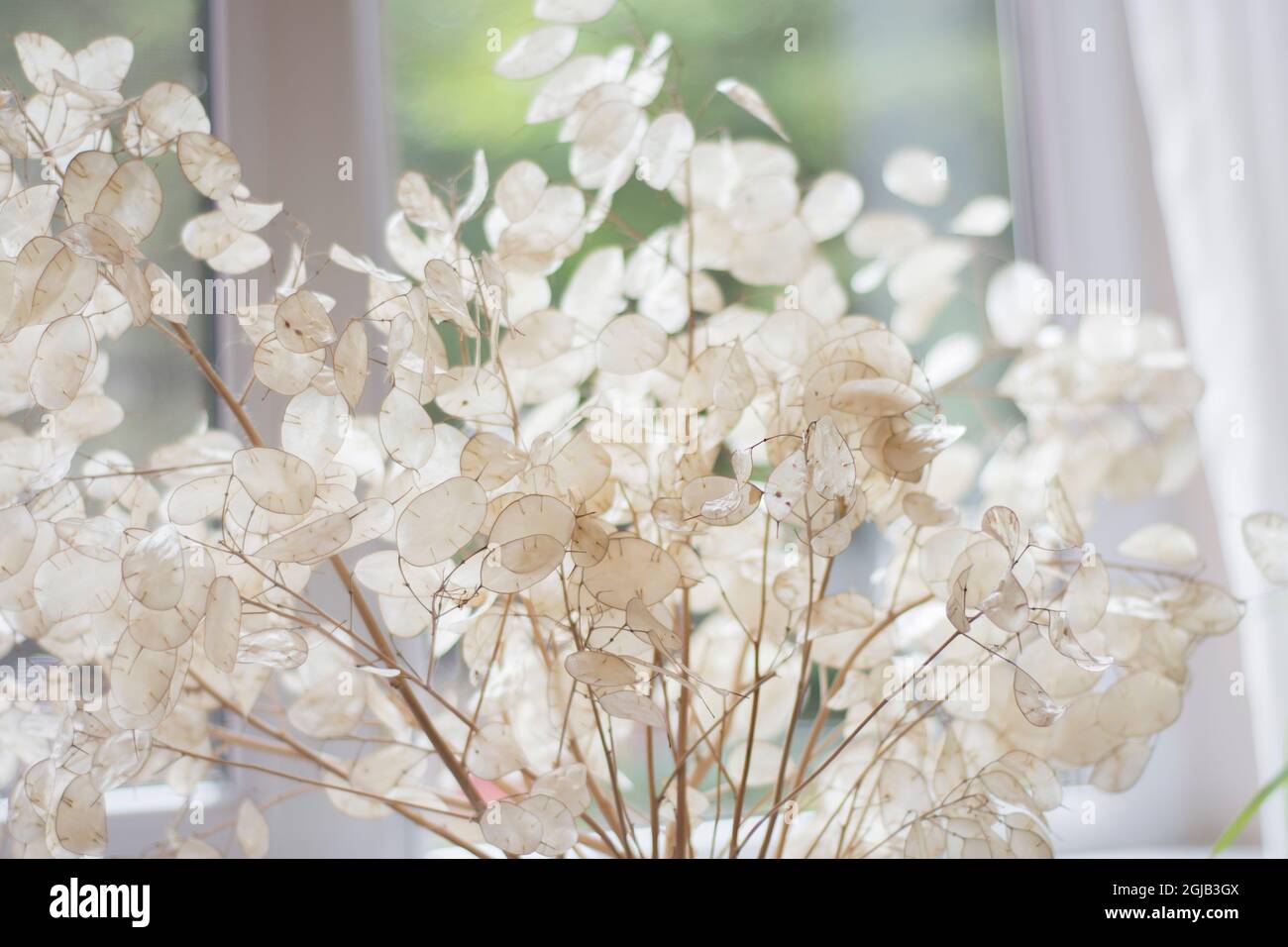 Künstliche Zierpflanze mit Blättern aus weißem Perlmutt. In einer Vase vor dem Fenster. Die selektive Fokussierung wird verlassen Stockfoto
