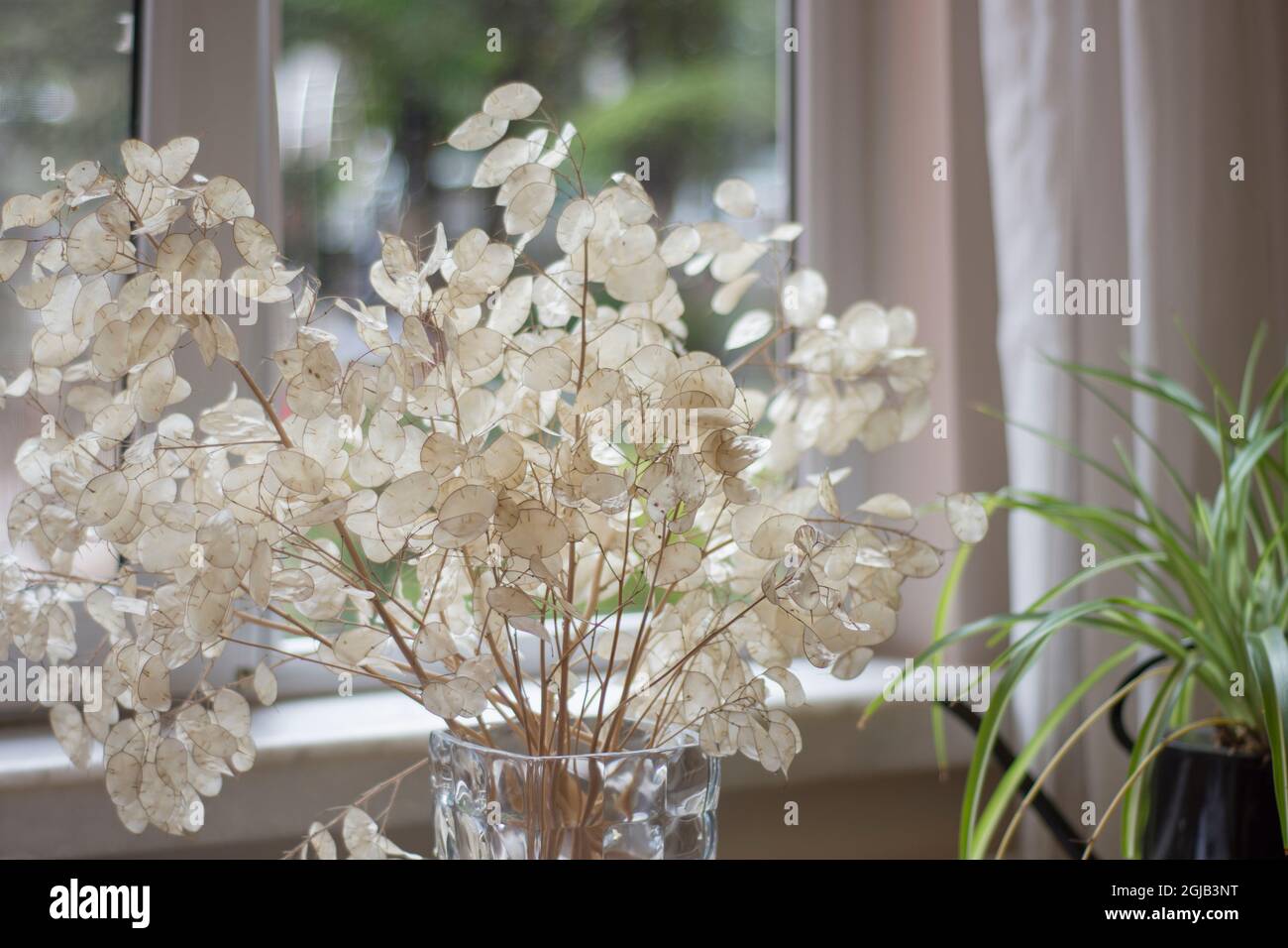 Künstliche Zierpflanze mit Blättern aus weißem Perlmutt. In einer Vase vor dem Fenster. Die selektive Fokussierung wird verlassen Stockfoto