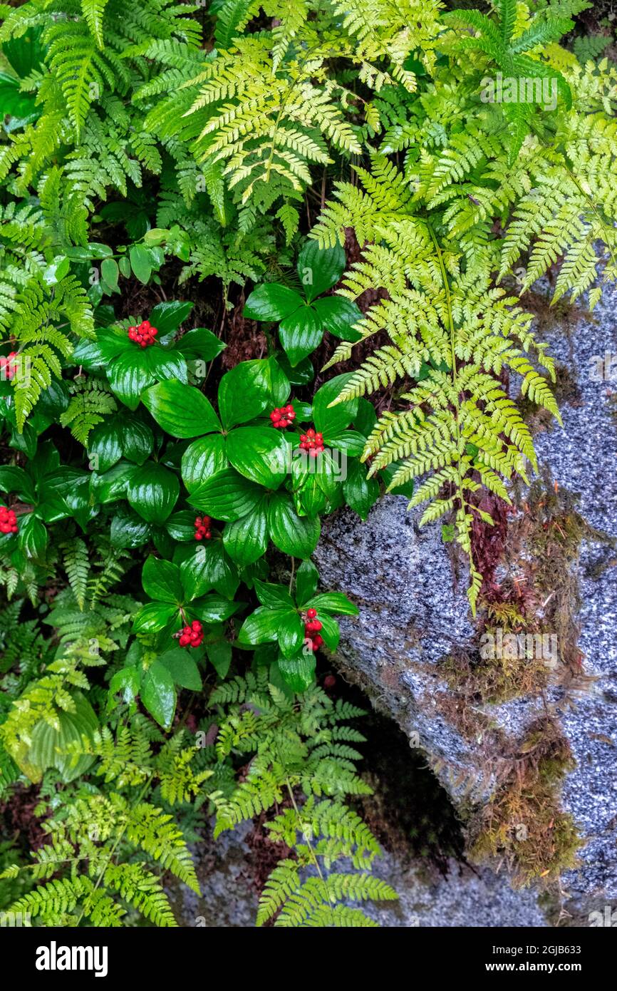 Üppiges Waldgrün, Wrangell, Alaska, USA Stockfoto