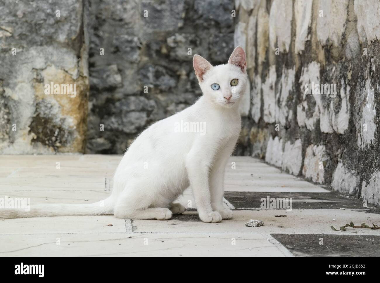 Katze im Klostergarten in Ston (Dalmatien, Kroatien) Stockfoto