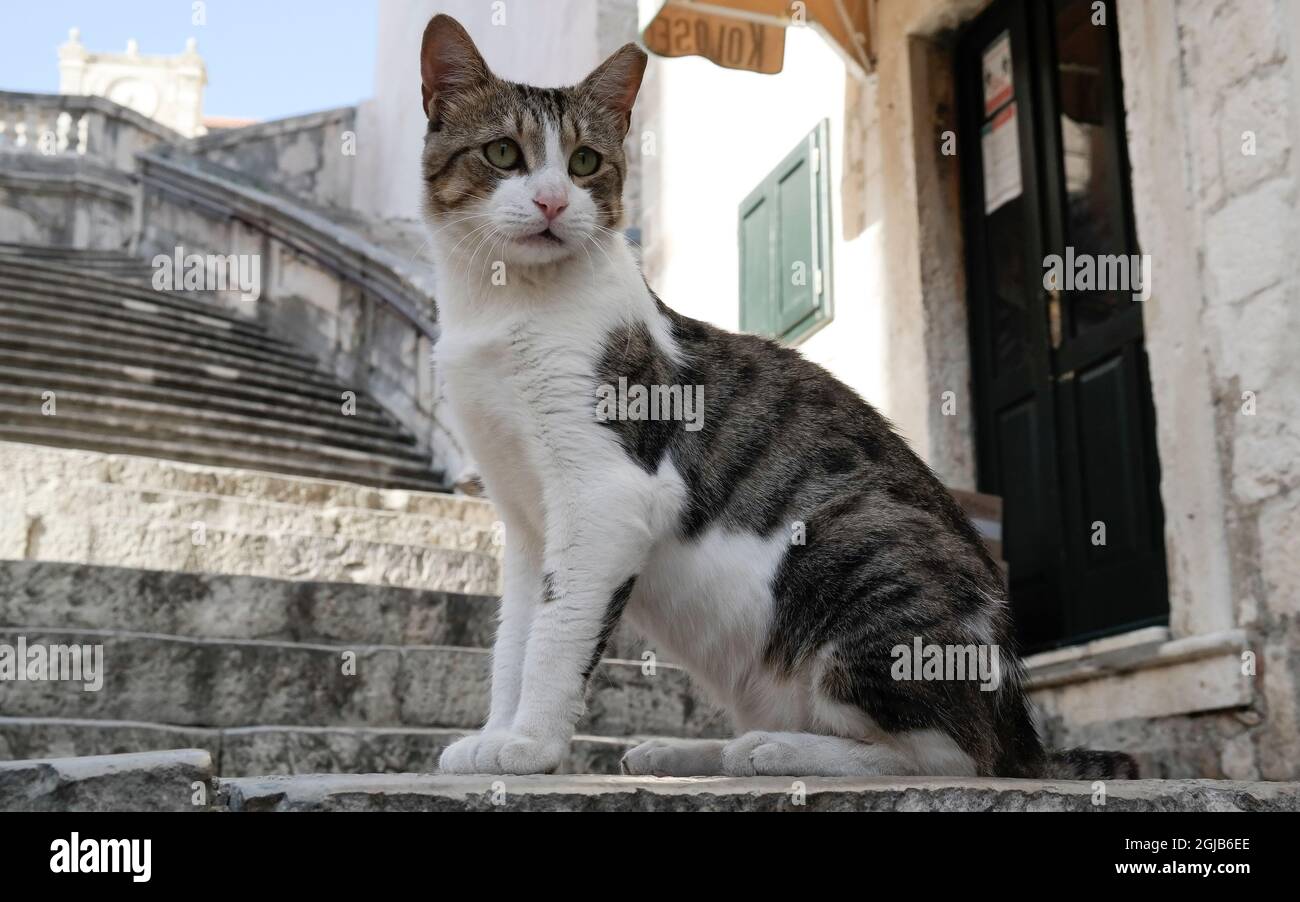 Weiße gestromte Katze auf der Jesuitentreppe ('Walk of Shame') in Dubrovnik (Dalmatien, Kroatien) Stockfoto