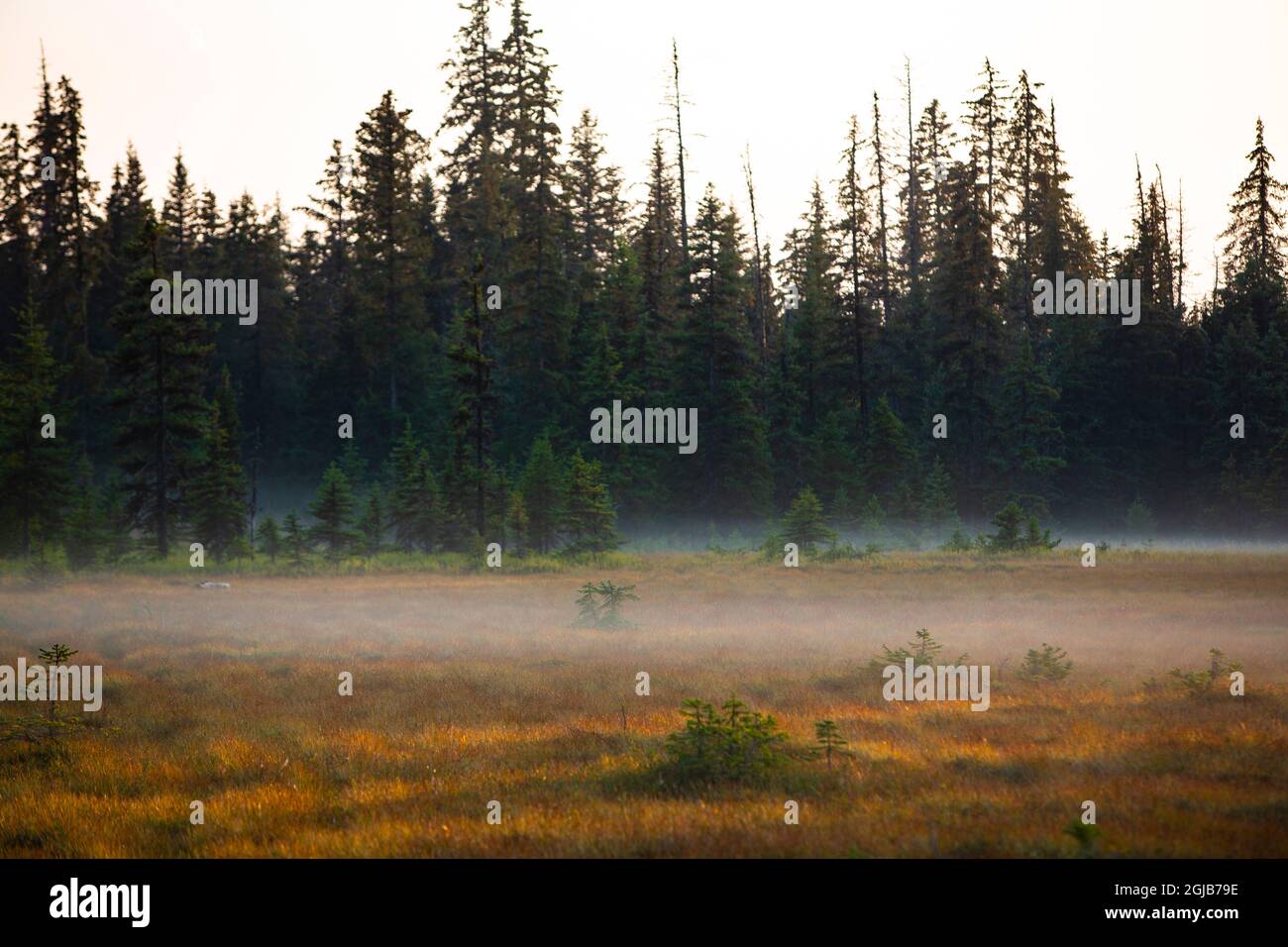 Homer, Alaska, USA, Miniatur, schwarze Fichte, Herbstfarbenes Feld Stockfoto
