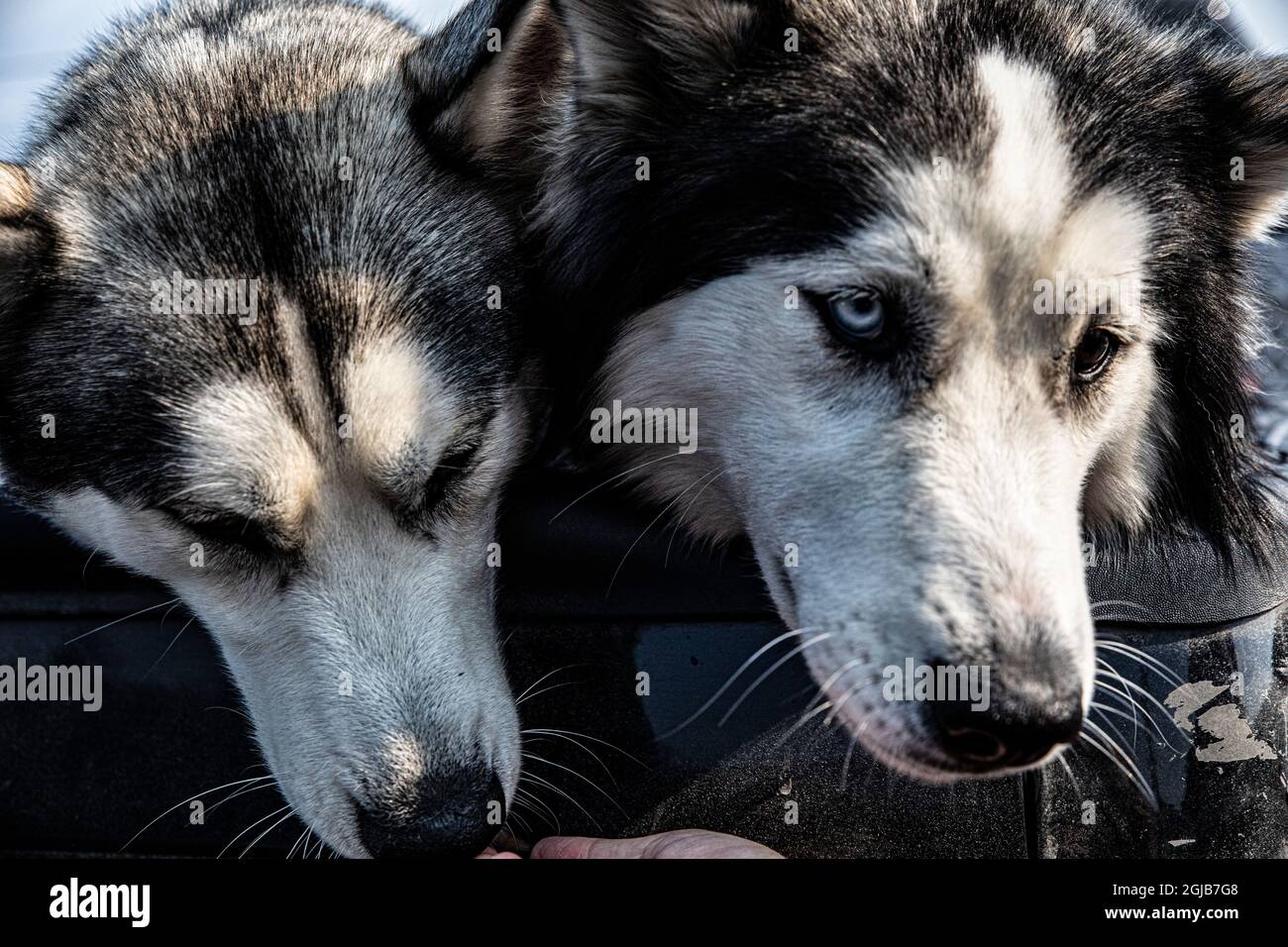 Seward, Alaska, Paar sibirische Huskyhunde, Stockfoto
