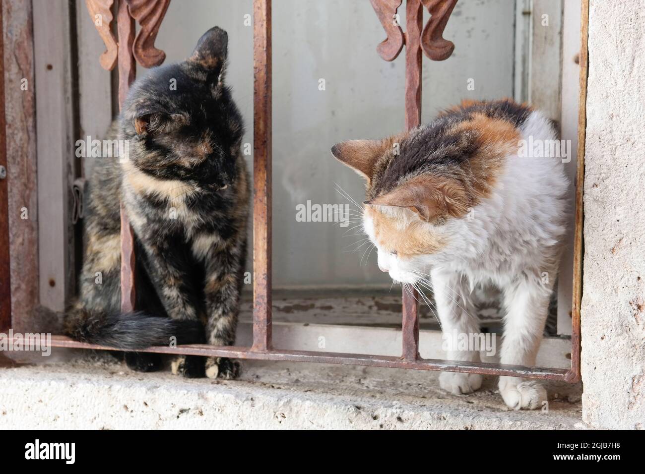 Zwei Katzen sitzen auf dem Fensterbrett in Dubrovnik (Dalmatien, Kroatien) Stockfoto