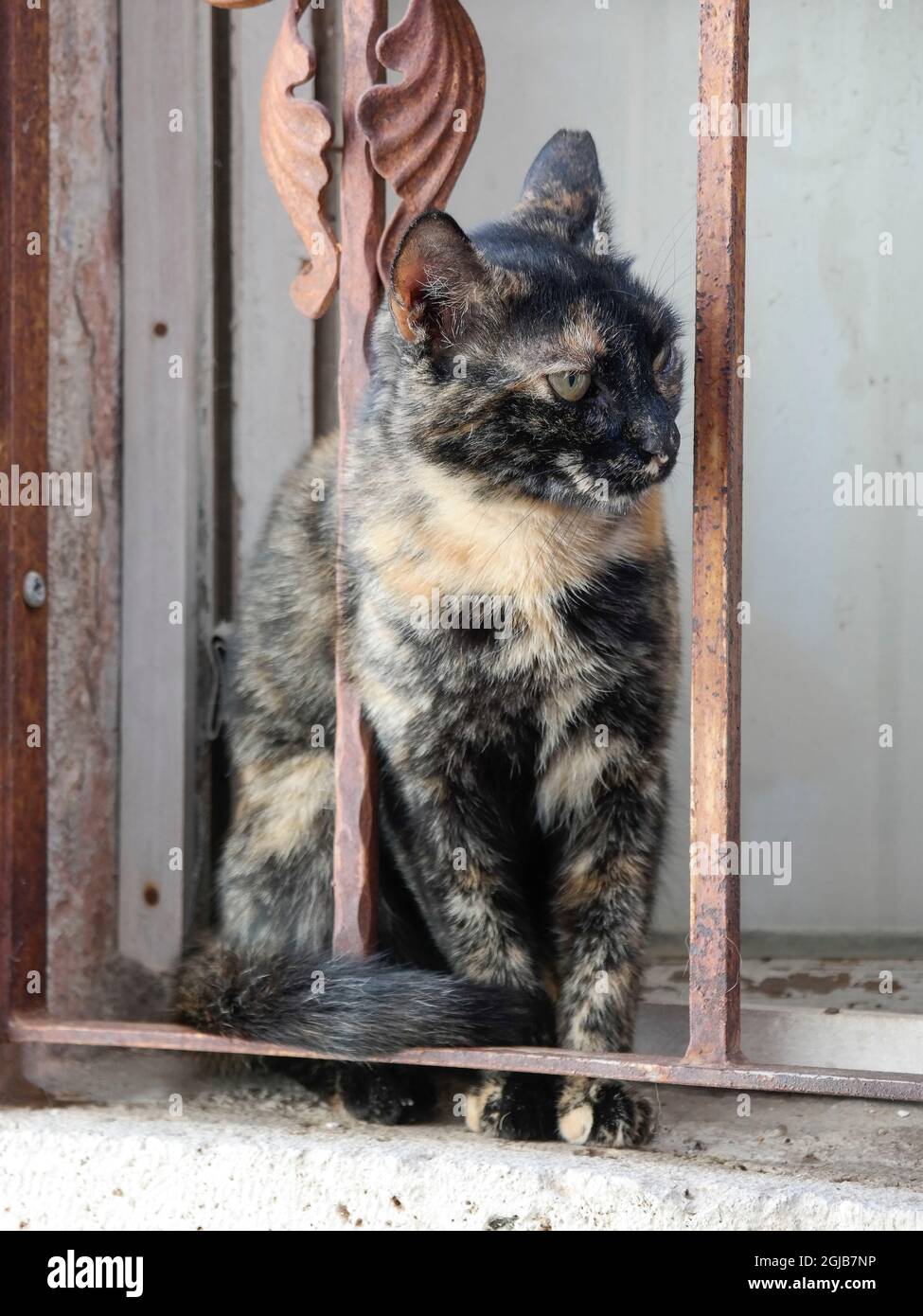 Schwarze tabby Katze auf Fensterbank in Dubrovnik (Dalmatien, Kroatien) Stockfoto