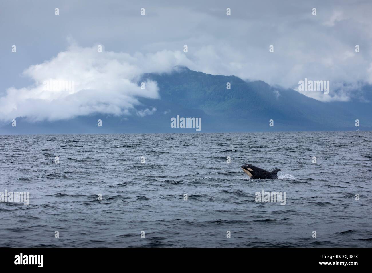 USA, Alaska, Orca (Orcinus orca) Schweinswale beim Schwimmen in stürmischen Sommernachmittag durch Chatham Straße in der Nähe der Admiralität Insel Stockfoto