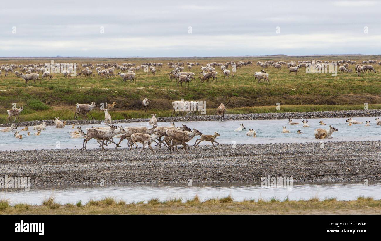 USA, Alaska. Caribou der Porcupine-Herde am Nordhang, der den Sag River in der Nähe der Prudhoe Bay überquert. Stockfoto