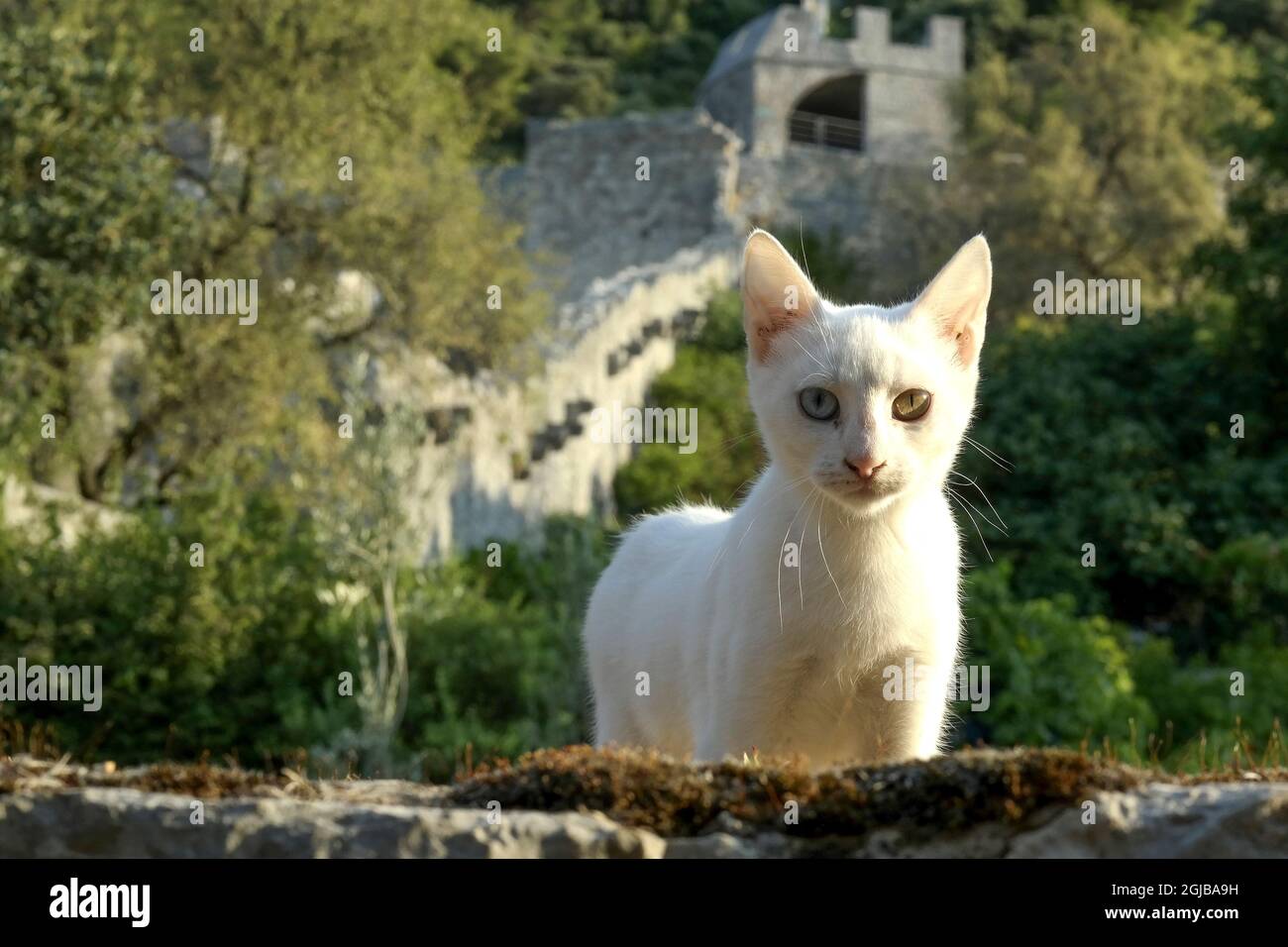 Katze unter der Stadtmauer im Klostergarten in Ston (Kroatien) Stockfoto