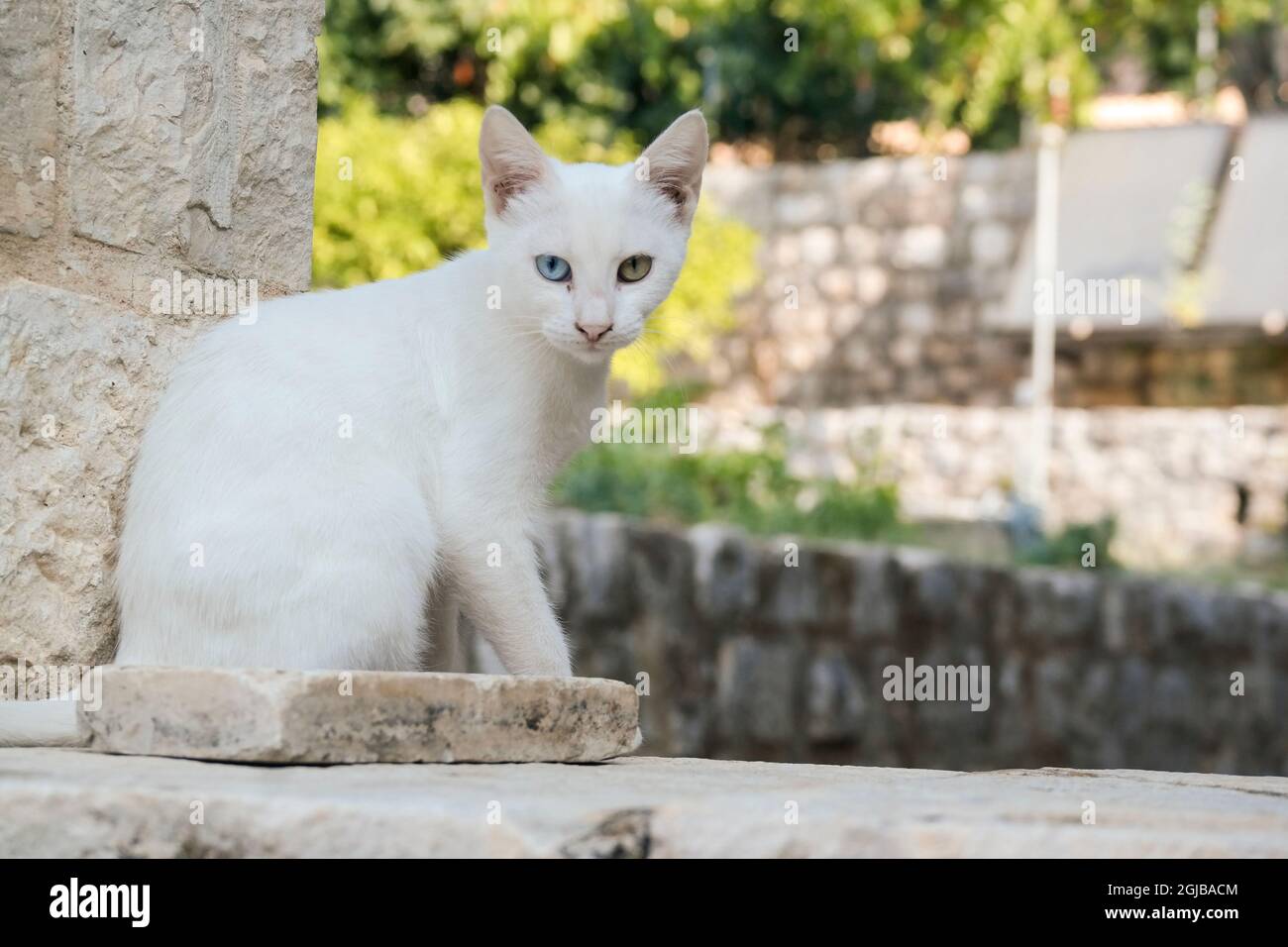 Katze im Klostergarten in Ston (Kroatien) Stockfoto