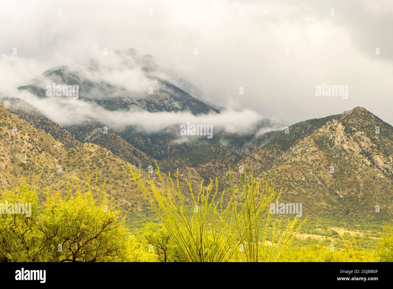 USA, Arizona, Santa Cruz County. Santa Rita Berge und Wüstenlandschaft. Kredit als: Cathy & Gordon Illg / Jaynes Gallery / DanitaDelimont.com Stockfoto
