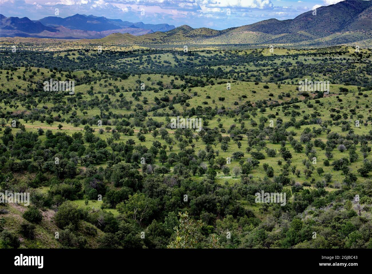 USA, Arizona, Cochise County. Berge und Bäume in hügeligen Landschaften. Stockfoto