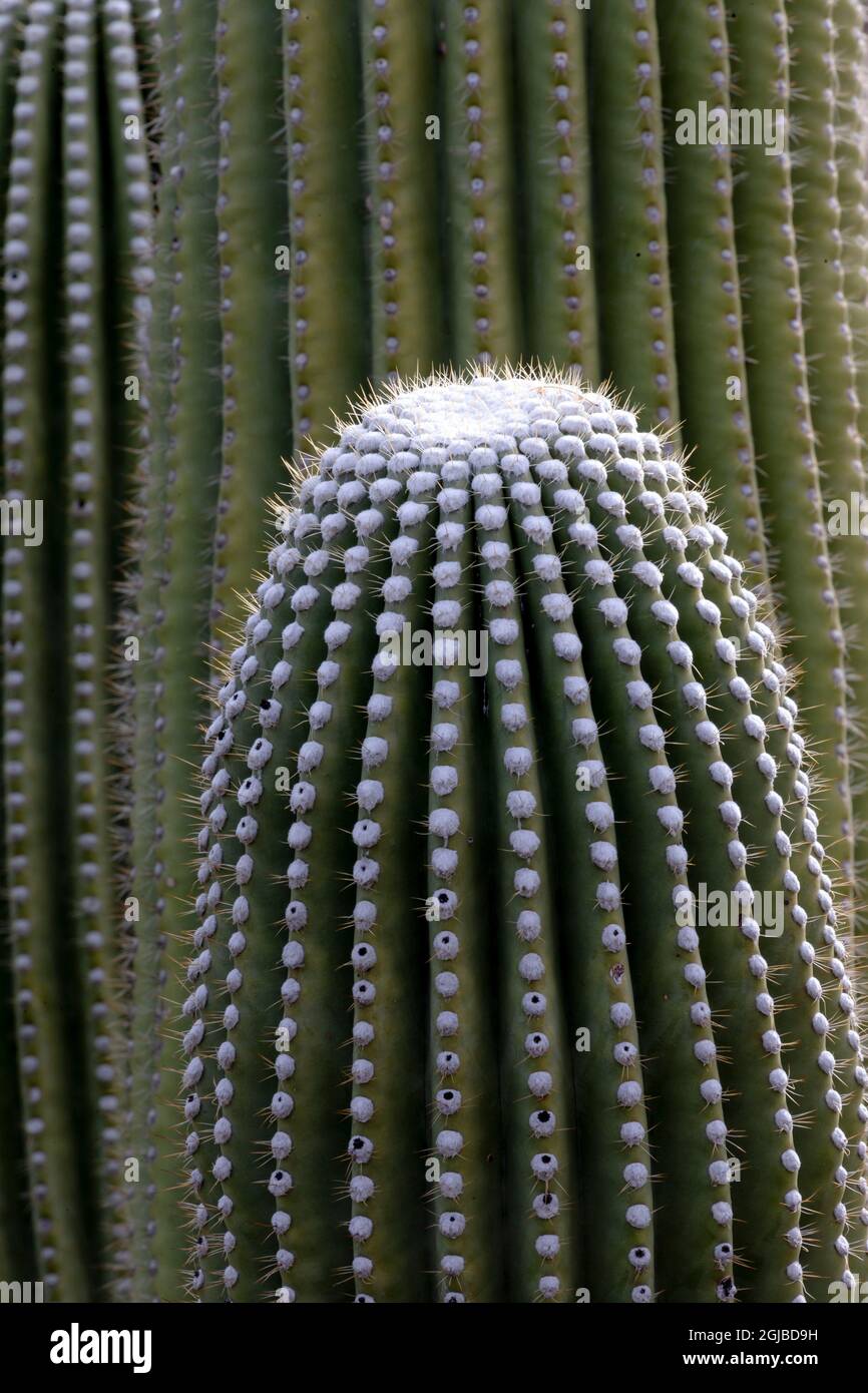 monstera adansonii plant 4