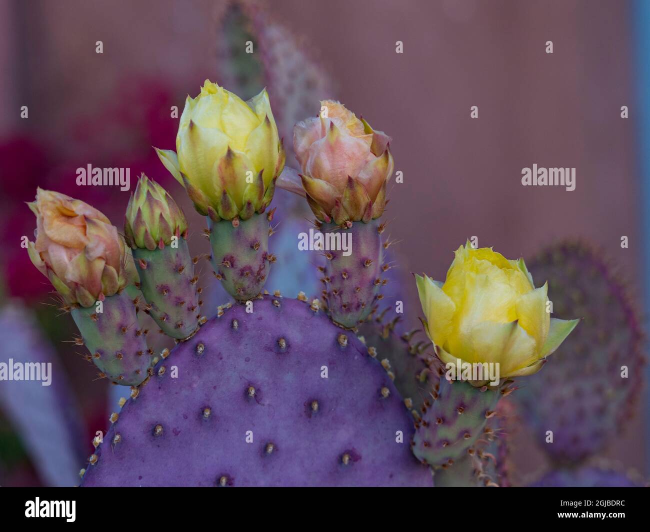 Usa, Arizona, Tucson. Gelbe und rosafarbene Blüten auf purpurpurem Kaktus aus Kaktus. Stockfoto
