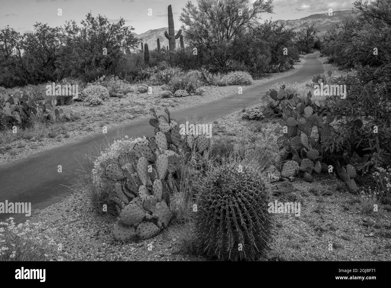 USA, Arizona, Tucson, Saguaro-Nationalpark Stockfoto