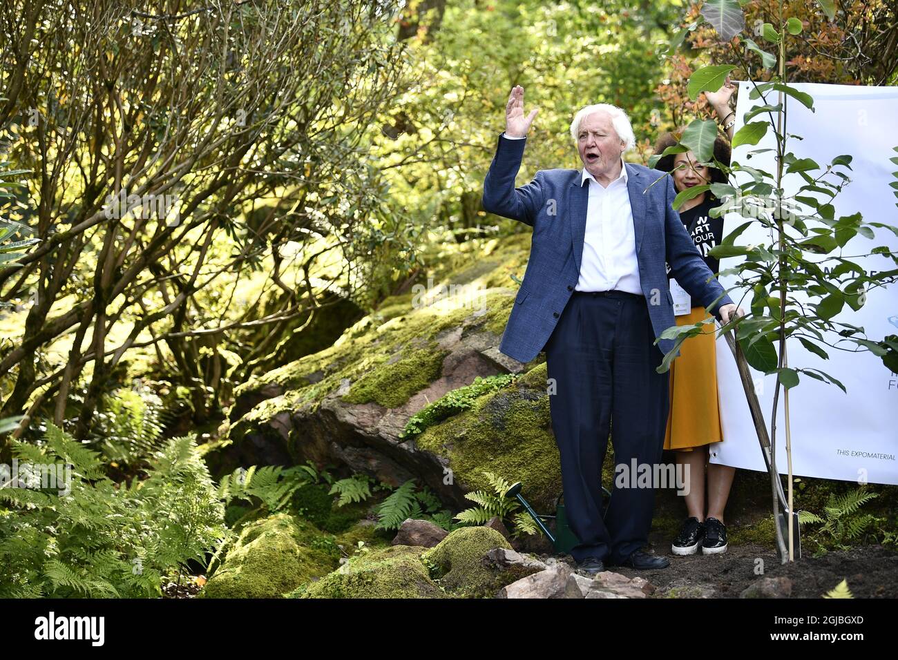 GÖTEBORG 2018-09-06 Sir David Attenborough wird am Donnerstag im Botanischen Garten in Göteborg, Schweden, einen Magnolienbaum Pflanzen sehen. Sir Attenborough ist in Schweden, um während des jährlichen Abendessens „The Perfect World Foundations“ eine Auszeichnung entgegenzunehmen. Foto Bjorn Larsson Rosvall / TT kod 9200 Stockfoto