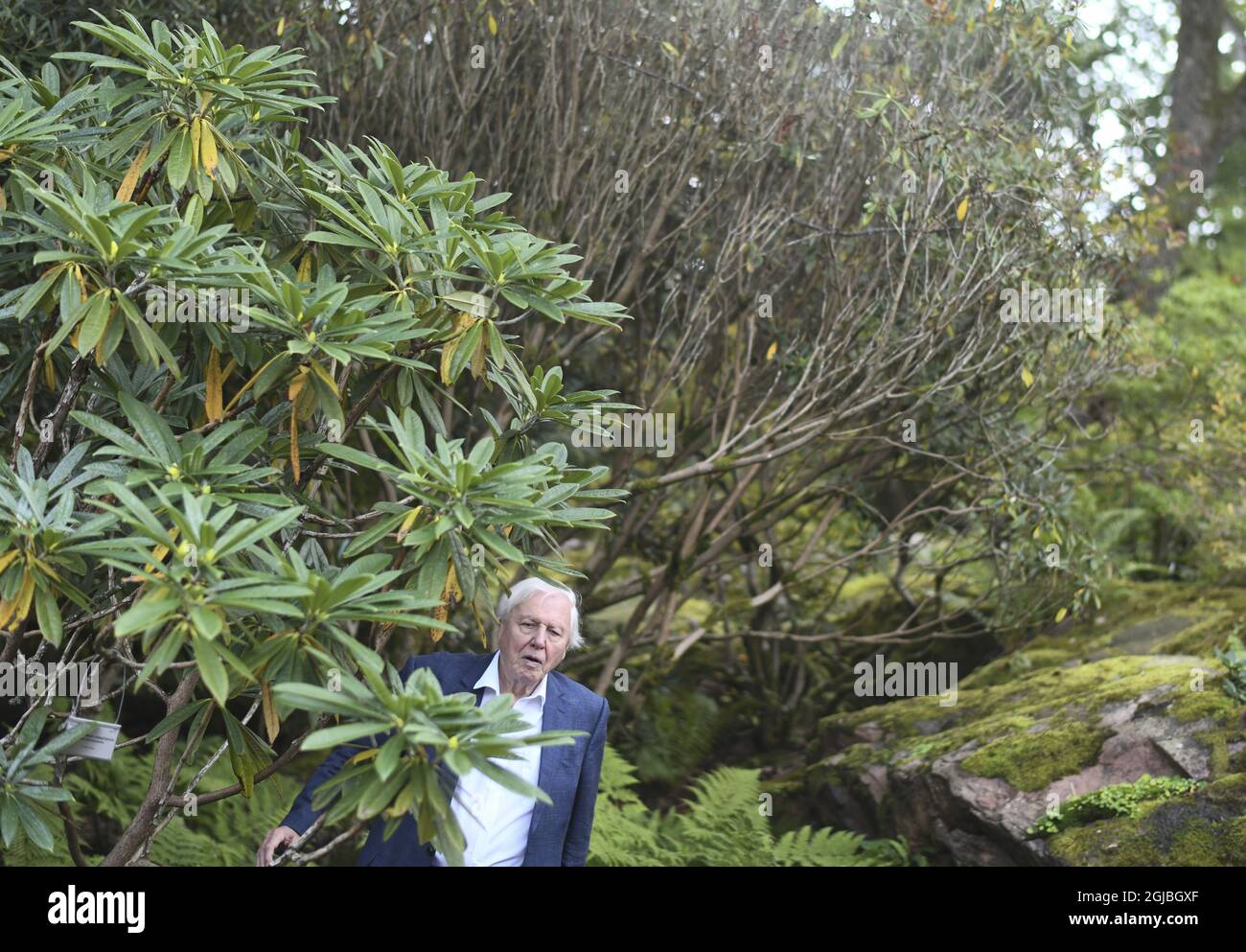 GÖTEBORG 2018-09-06 Sir David Attenborough wird am Donnerstag im Botanischen Garten in Göteborg, Schweden, gesehen. Sir Attenborough ist in Schweden, um während des jährlichen Abendessens „The Perfect World Foundations“ eine Auszeichnung entgegenzunehmen. Foto BjÃ¶rn Larsson Rosvall / TT kod 9200 Stockfoto