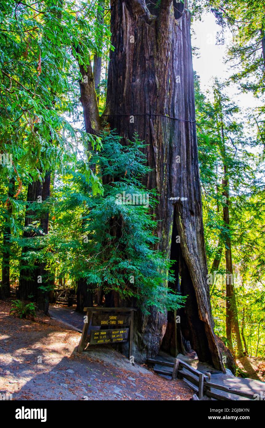 USA, Kalifornien. Humboldt Redwoods State Park, Shrine Drive-Through Redwood Tree Stockfoto