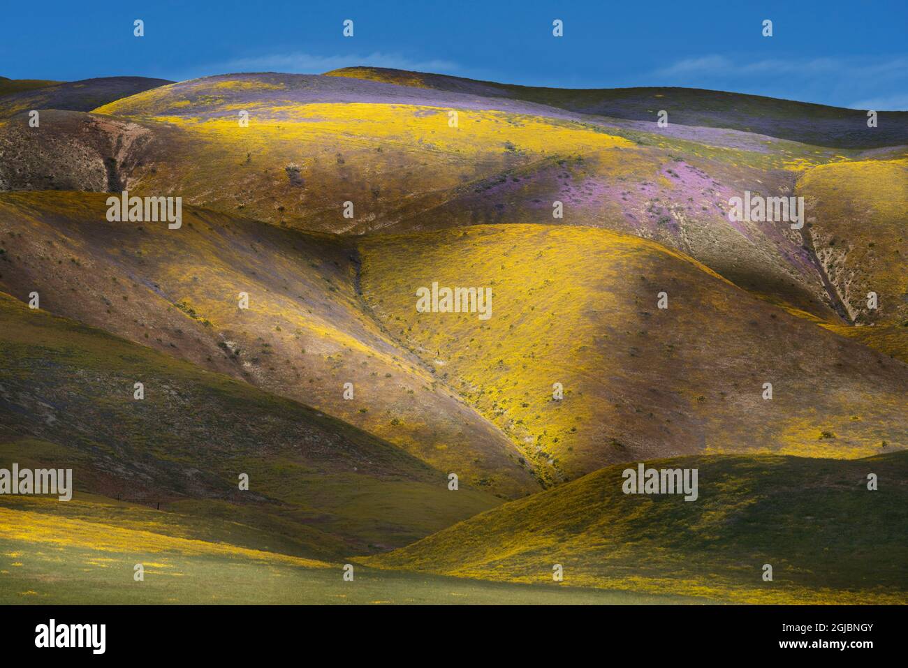 USA, Kalifornien, Carrizo Plain National Monument. Violette Flecken von Spitzen-Phacelien und gelbe Gänseblümchen auf Hügeln. Kredit wie: Don Grall / Jaynes GA Stockfoto