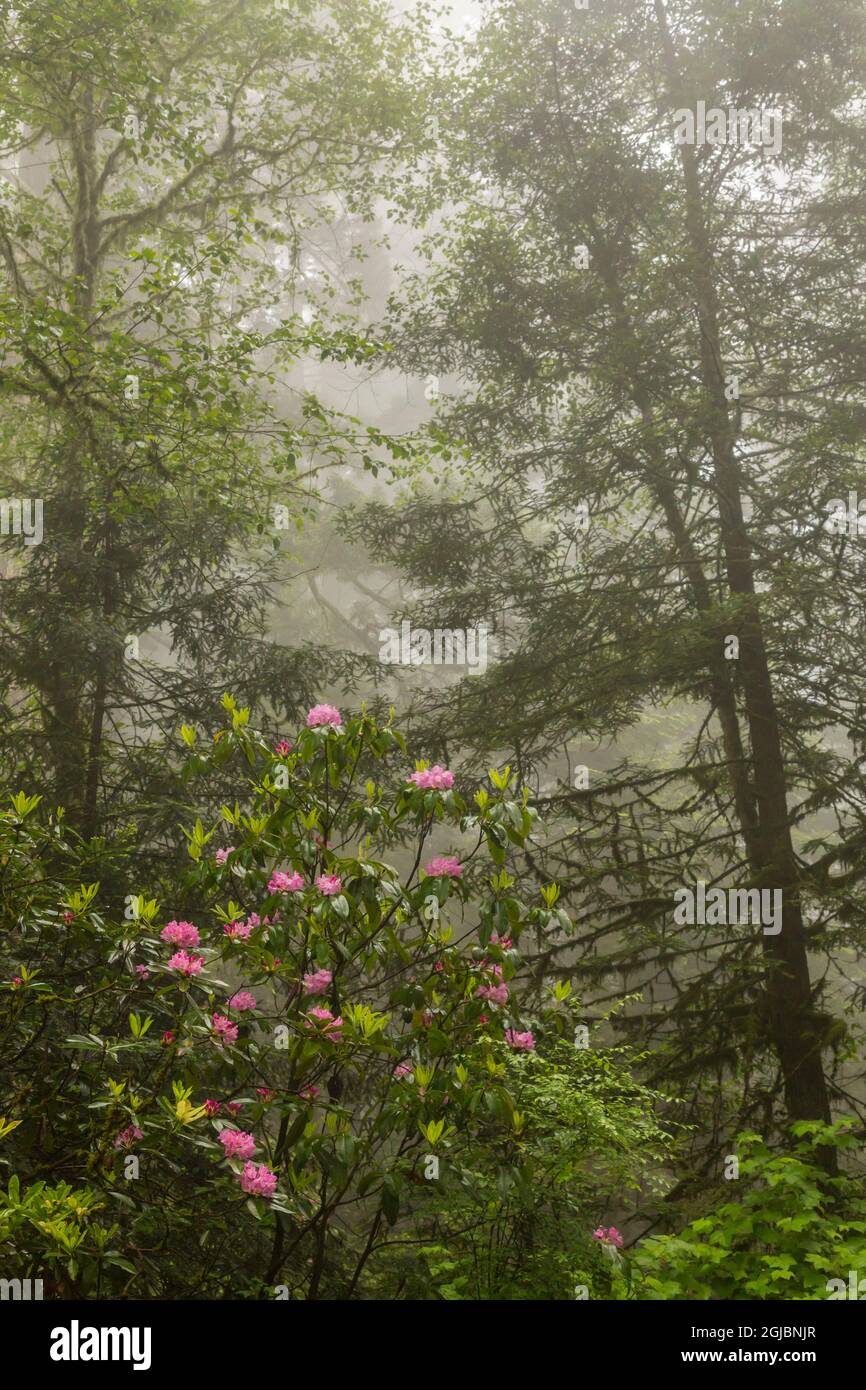 USA, Kalifornien, Redwoods National & State Parks, Redwoods und Rhododendron blühen im Nebel Stockfoto