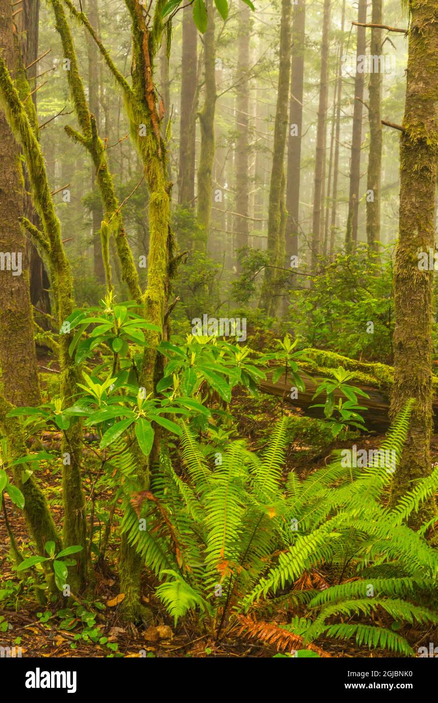 USA, Kalifornien, Redwoods National & State Parks, Farne, Nebel und Redwood-Bäume Stockfoto