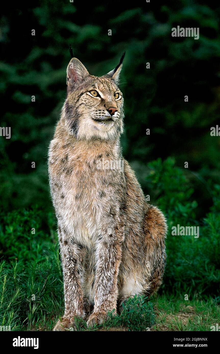 USA, Kalifornien, Wildlife Waystation. Gefangener kanadischer Luchs in Rettungseinrichtung. Stockfoto