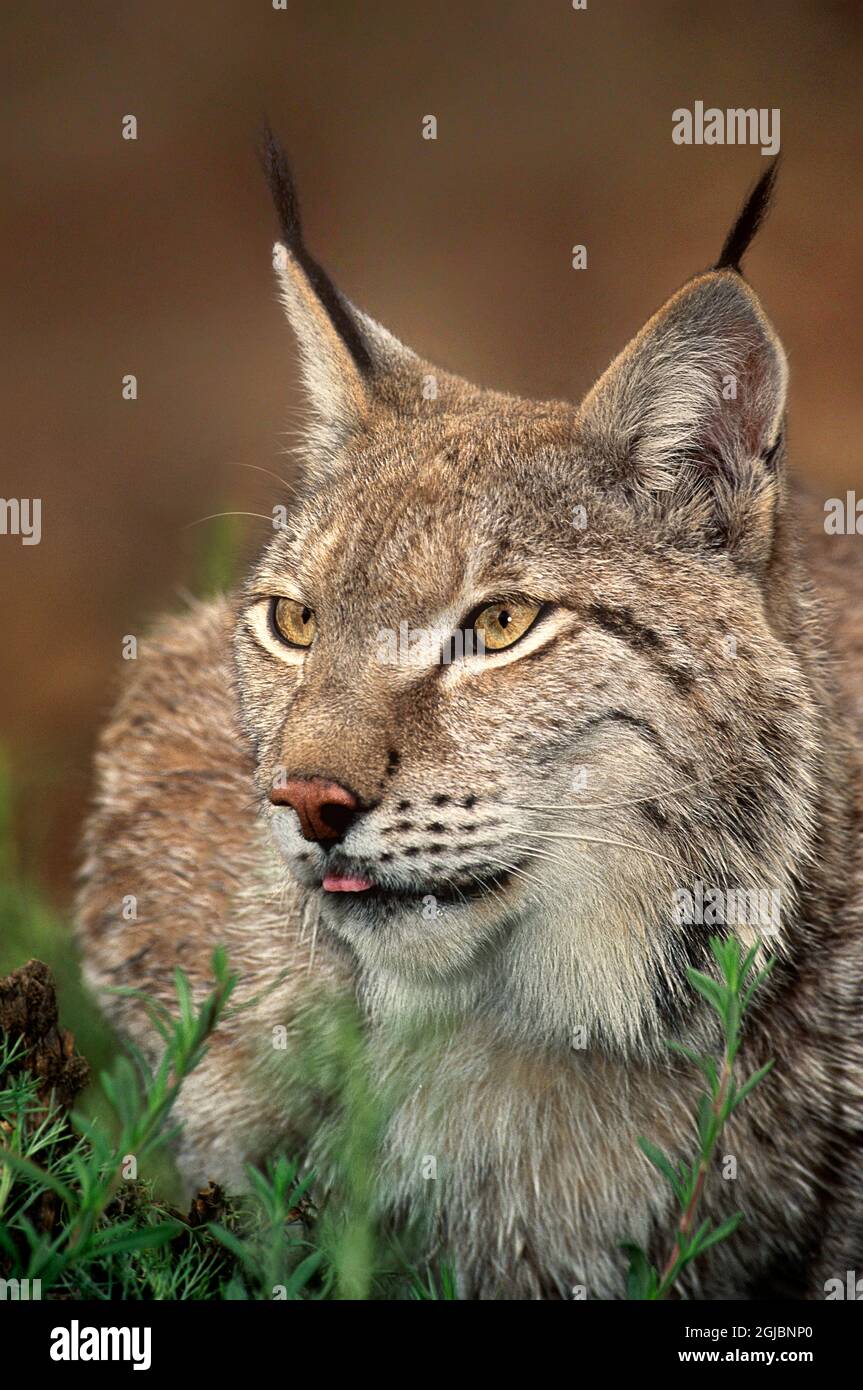 USA, Kalifornien, Wildlife Waystation. Porträt eines gefangenen kanadischen Luchses in einer Rettungseinrichtung. Stockfoto
