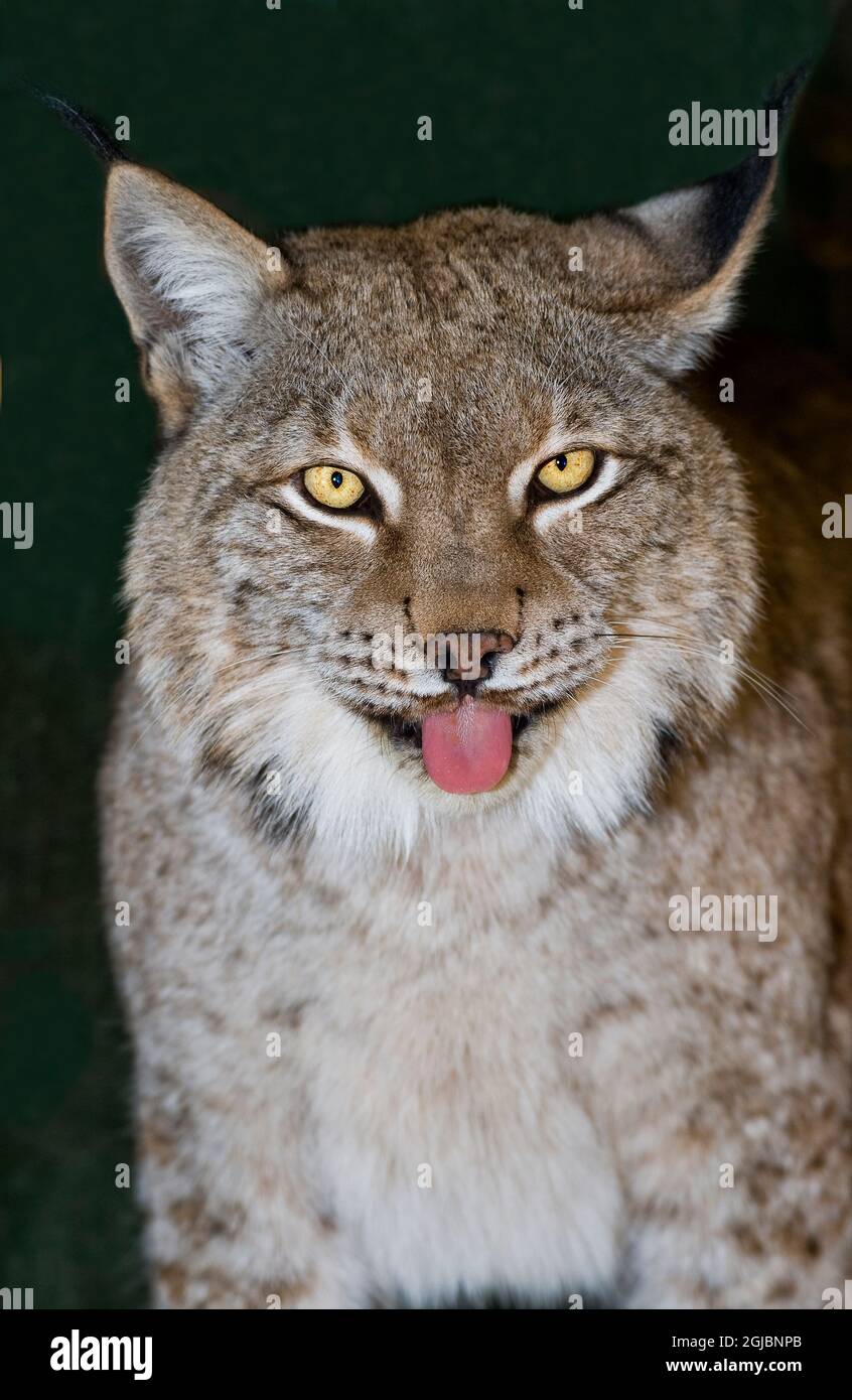USA, Kalifornien, Wildlife Waystation. Porträt eines gefangenen kanadischen Luchses in einer Rettungseinrichtung. Stockfoto